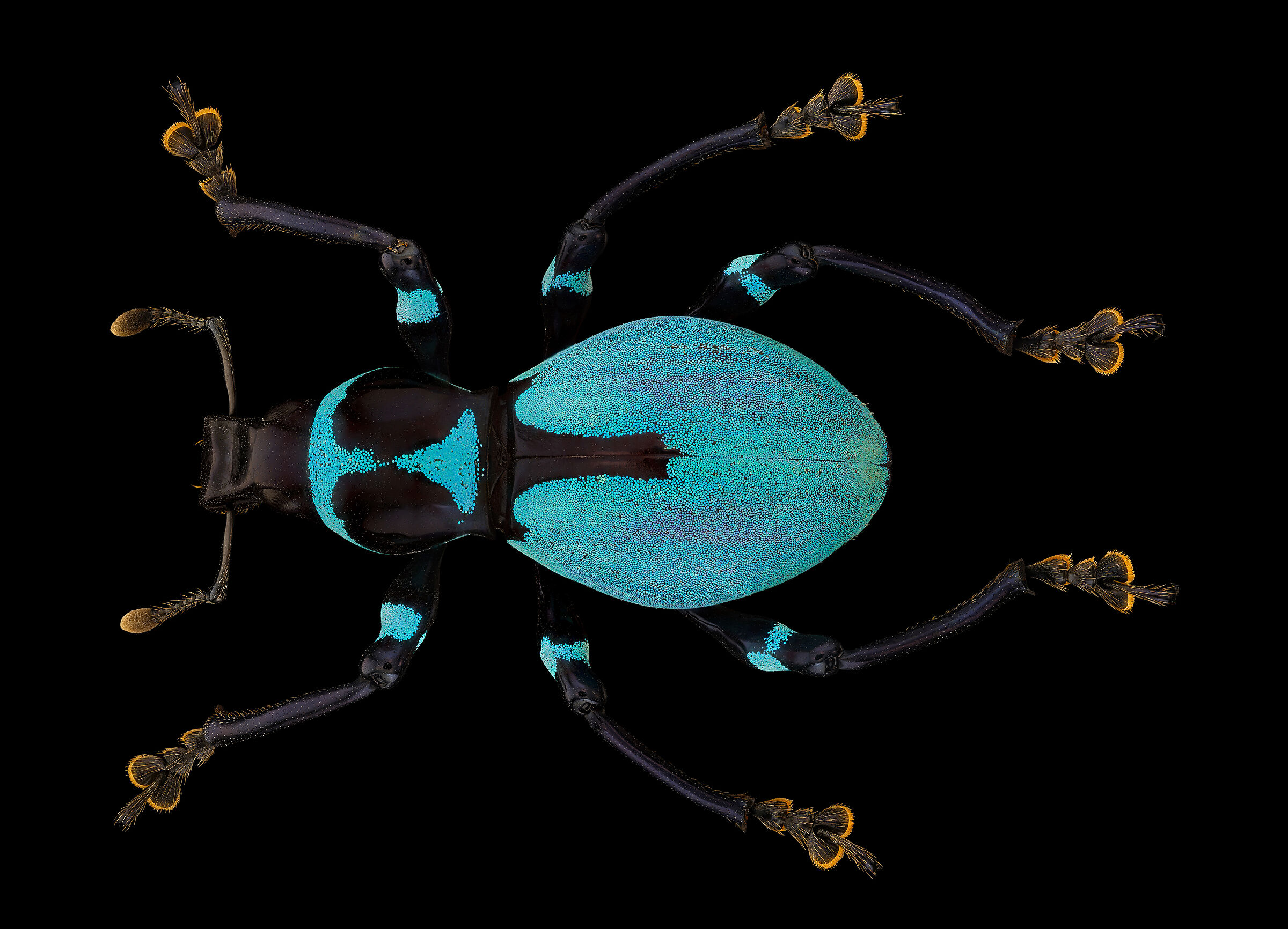 Pachyrhynchus coeruleus