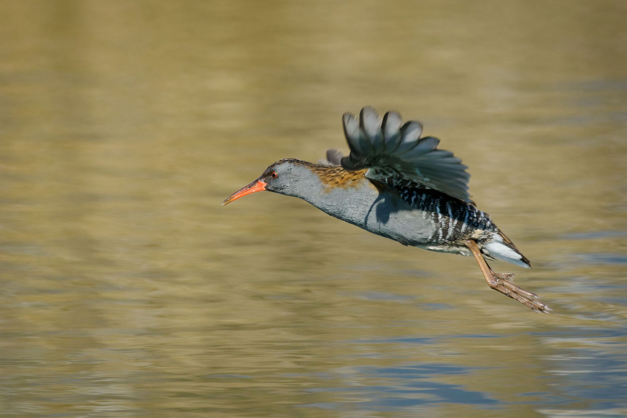Water rail