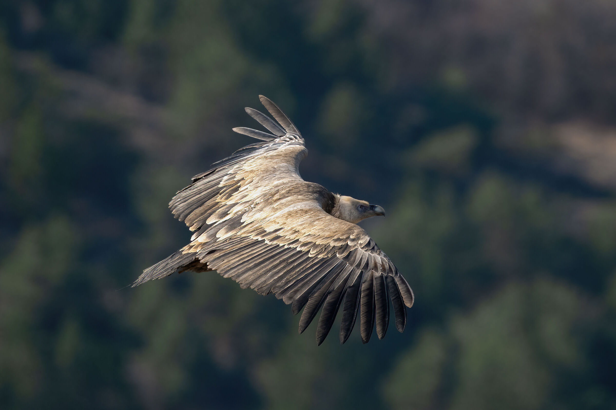 Griffin - Barronies Provencal