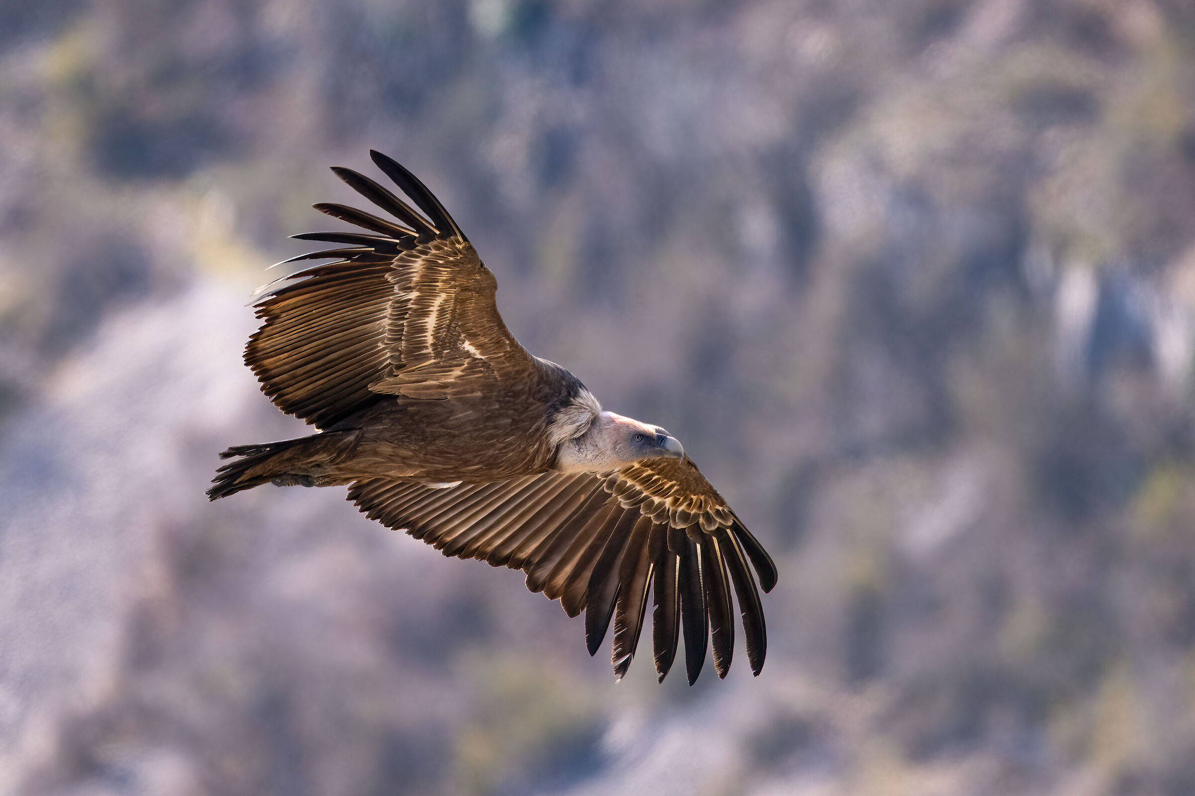 Griffin - Barronies Provencal