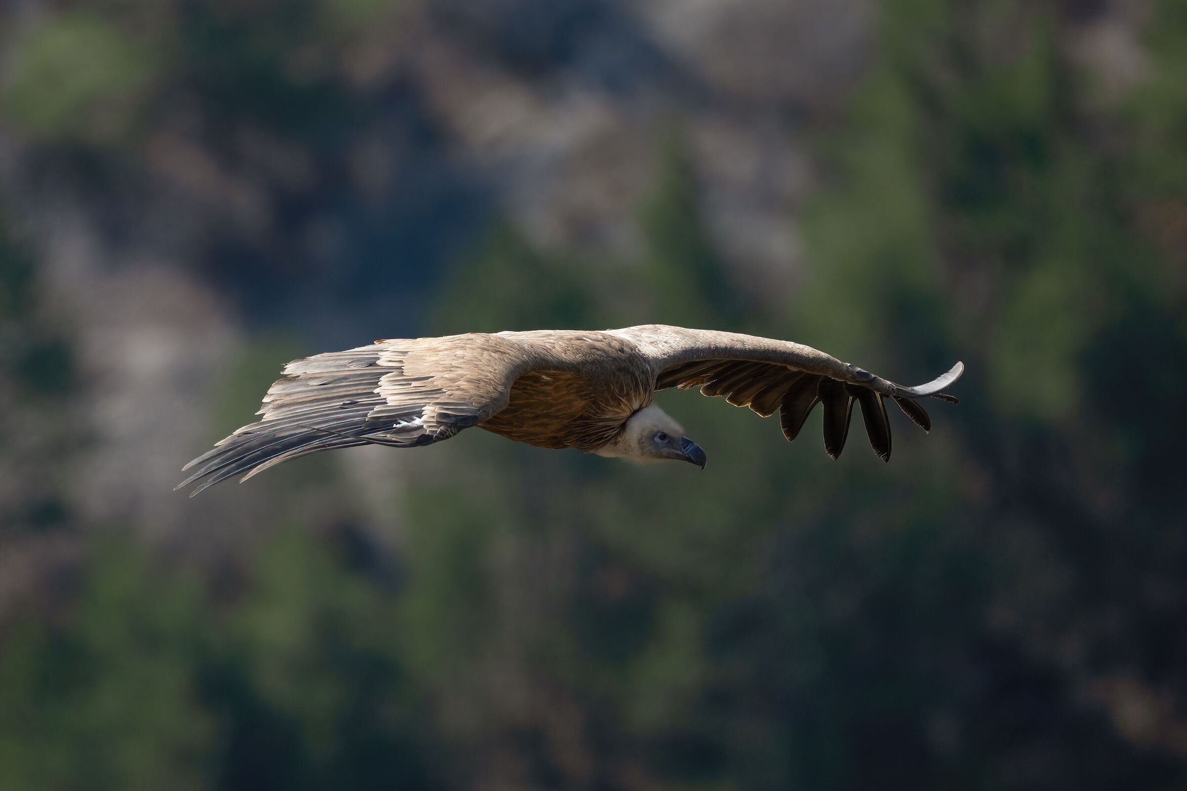 Griffin - Barronies Provencal