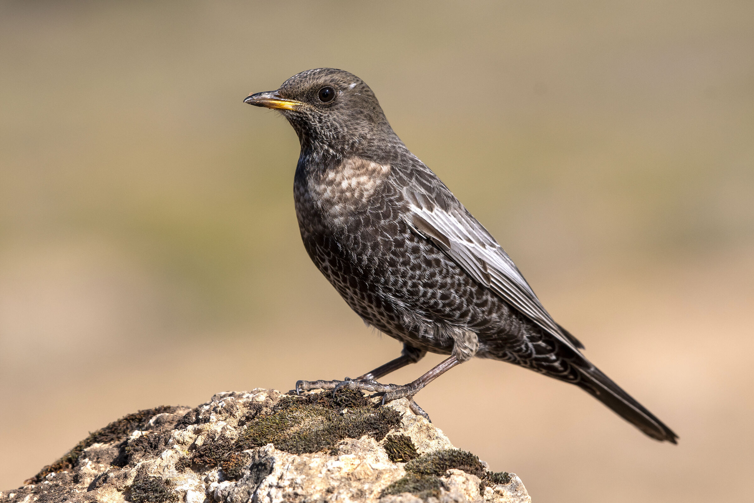 Merlo dal collare (Turdus torquatus )