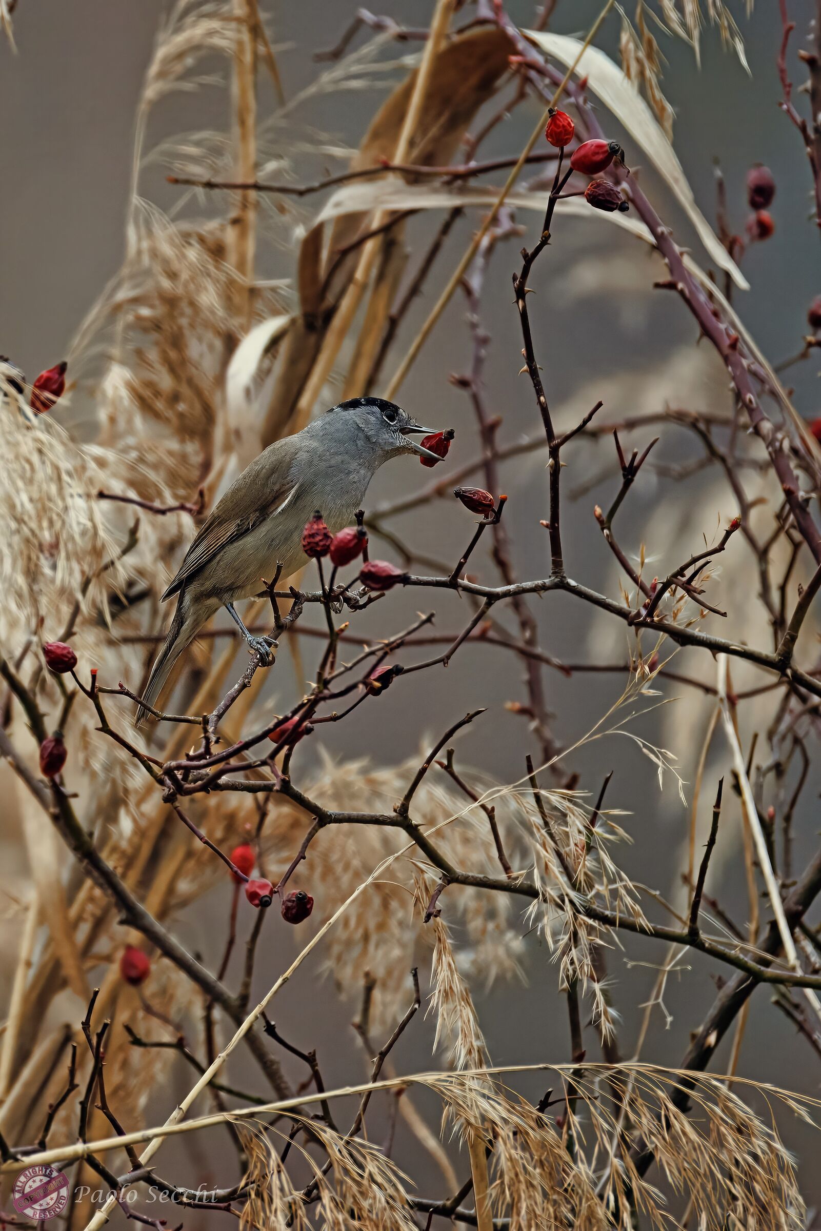 Blackcap m. (Sylvia atricapilla)