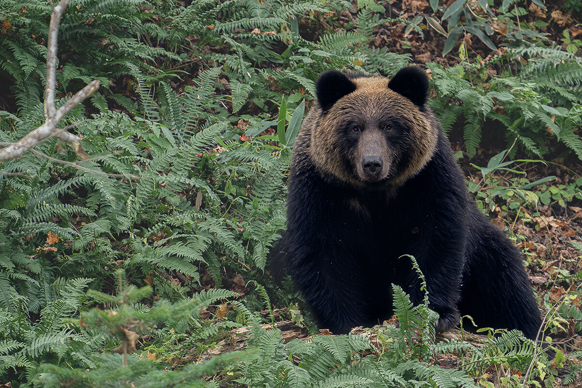Hokkaido Grizzly Bear
