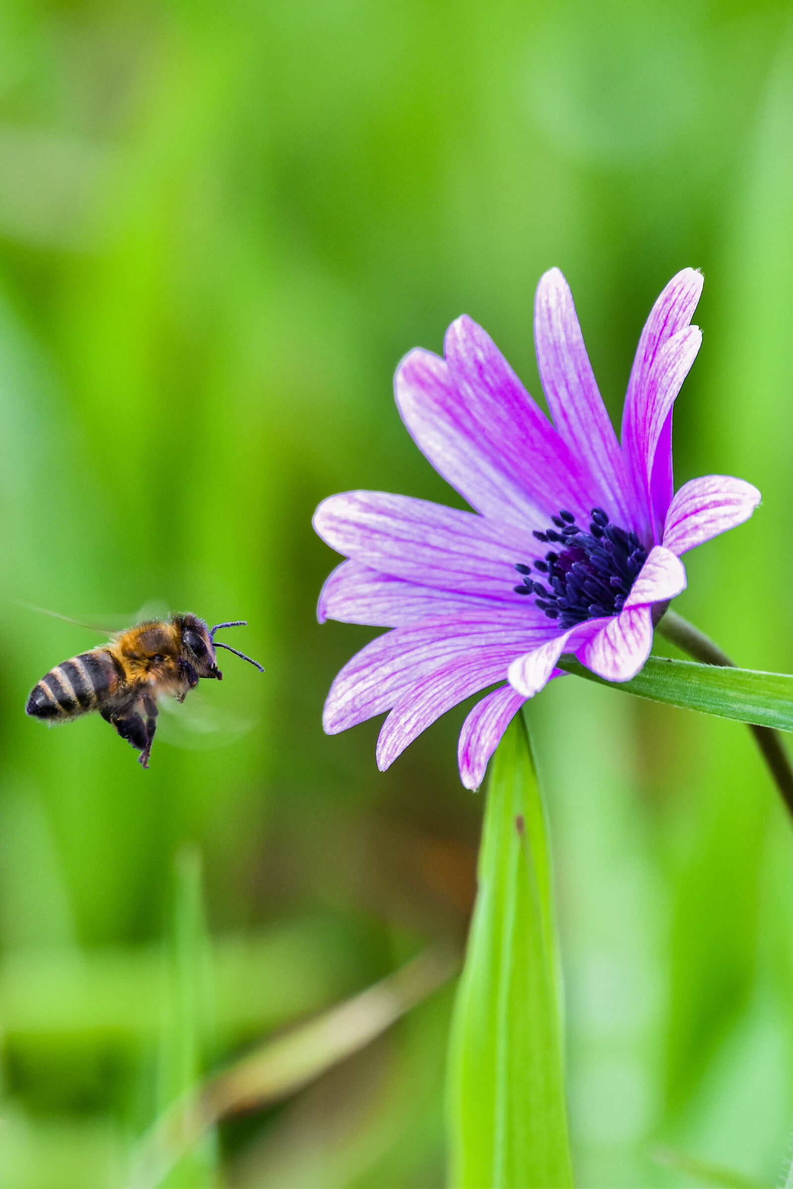 Ape davanti a fiore di Anemone hortensis