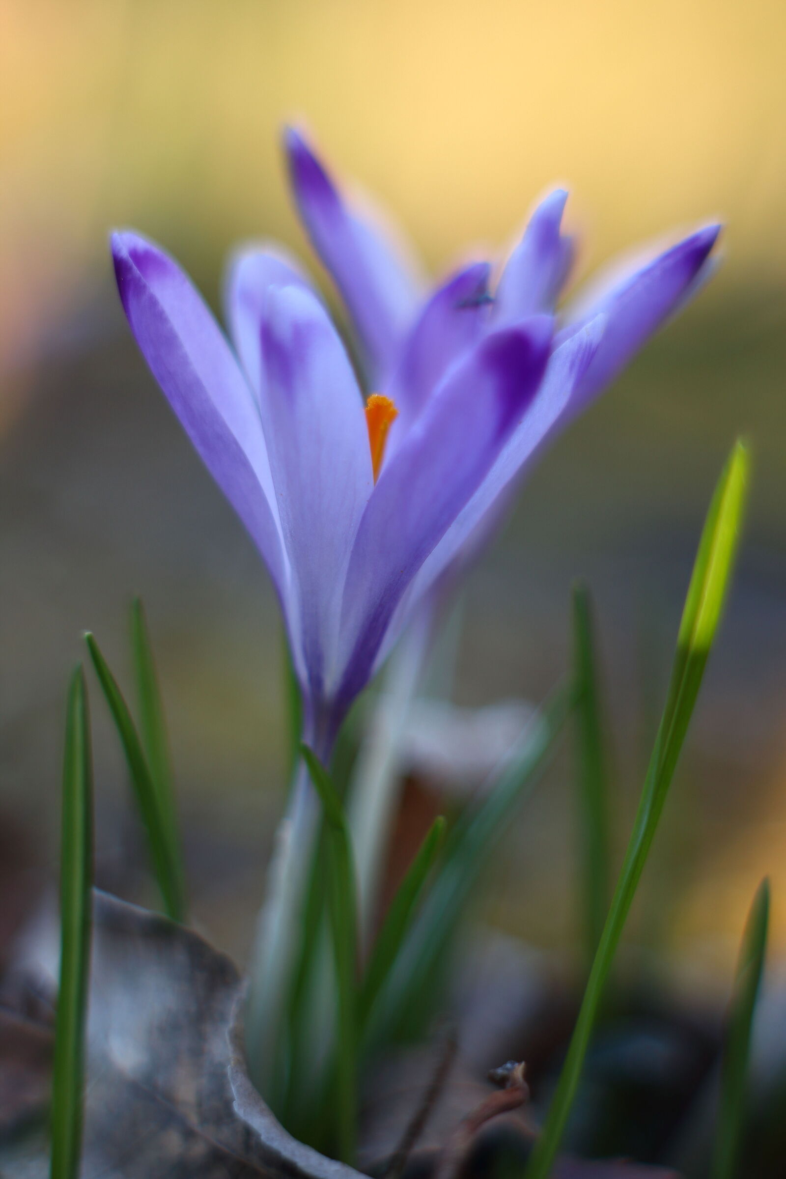 Crocus