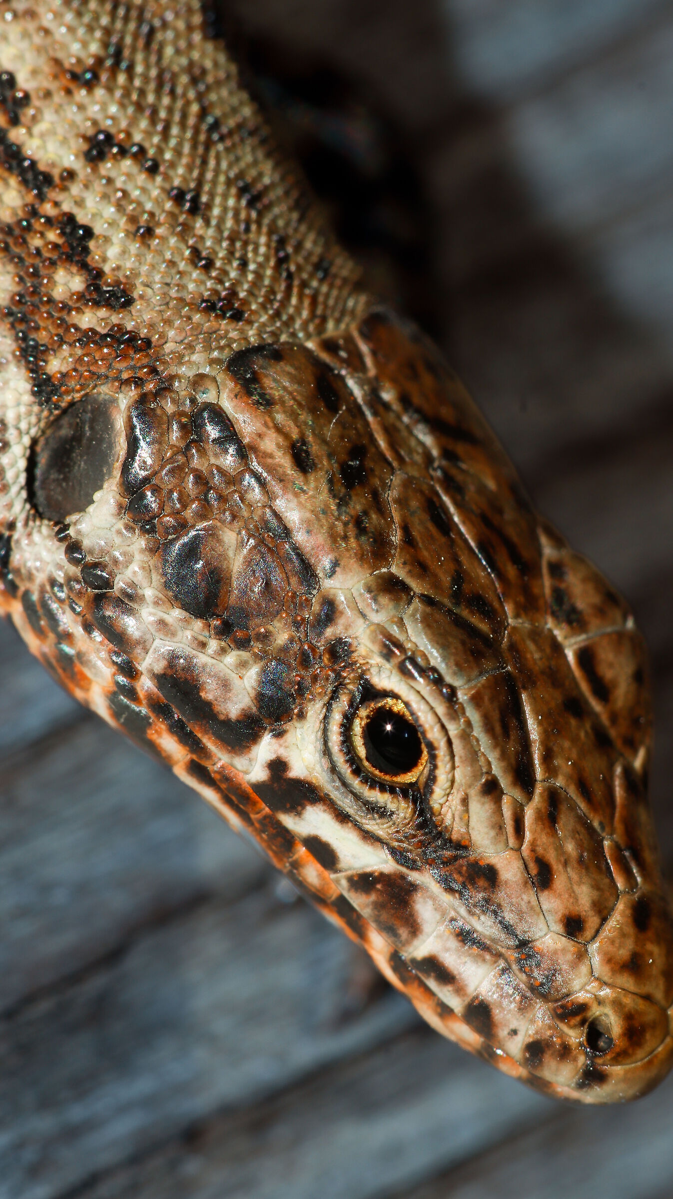 Wall Lizard