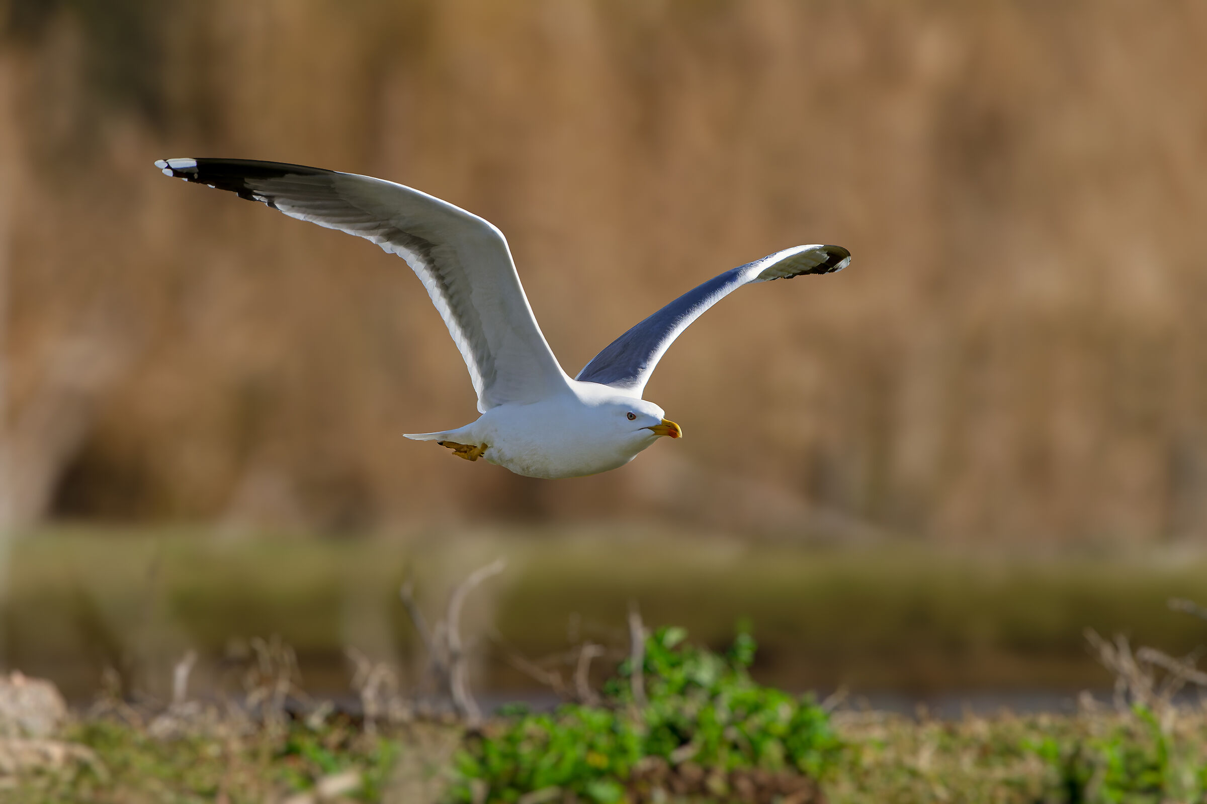 The grit of the herring gull