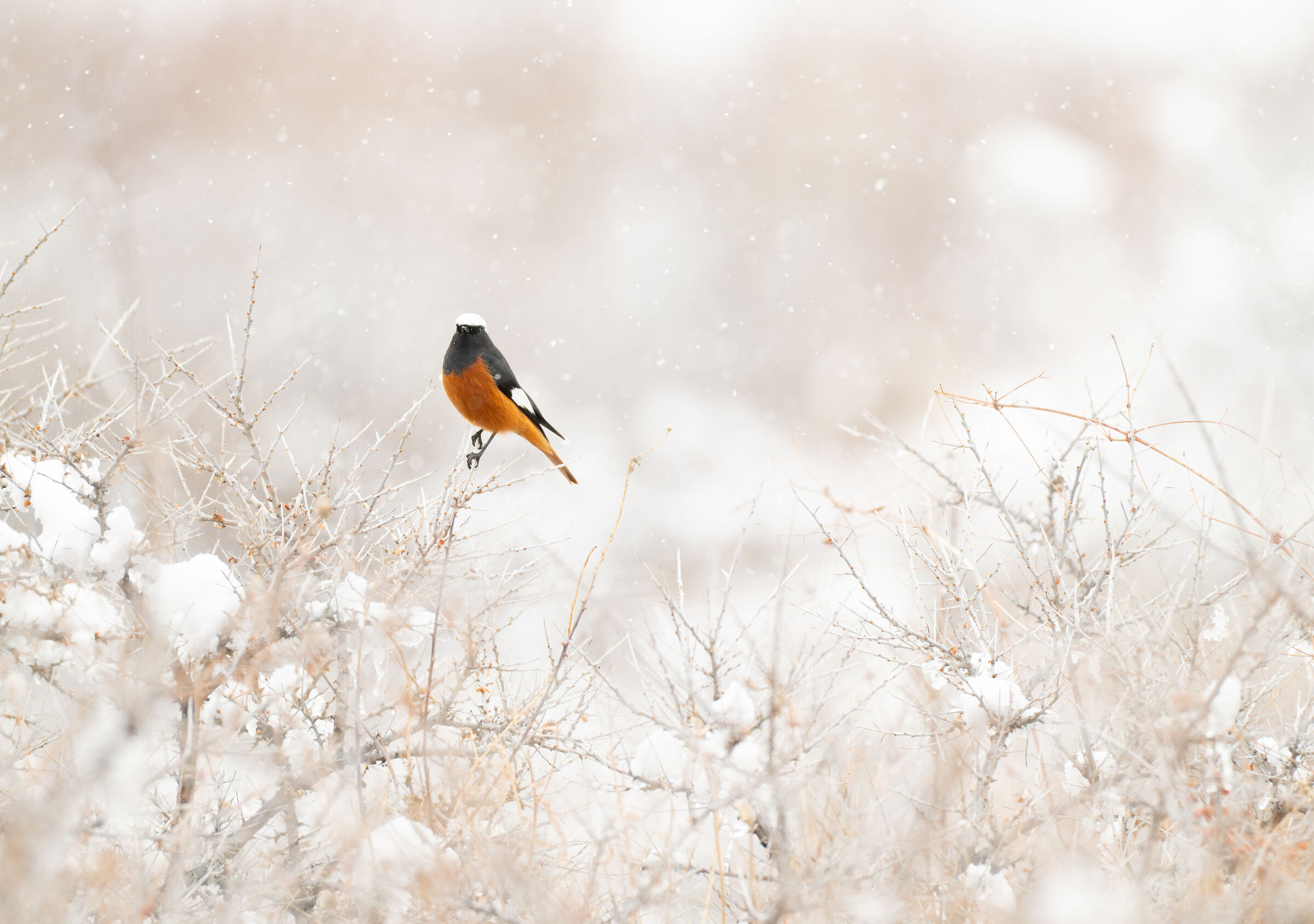 Redstart