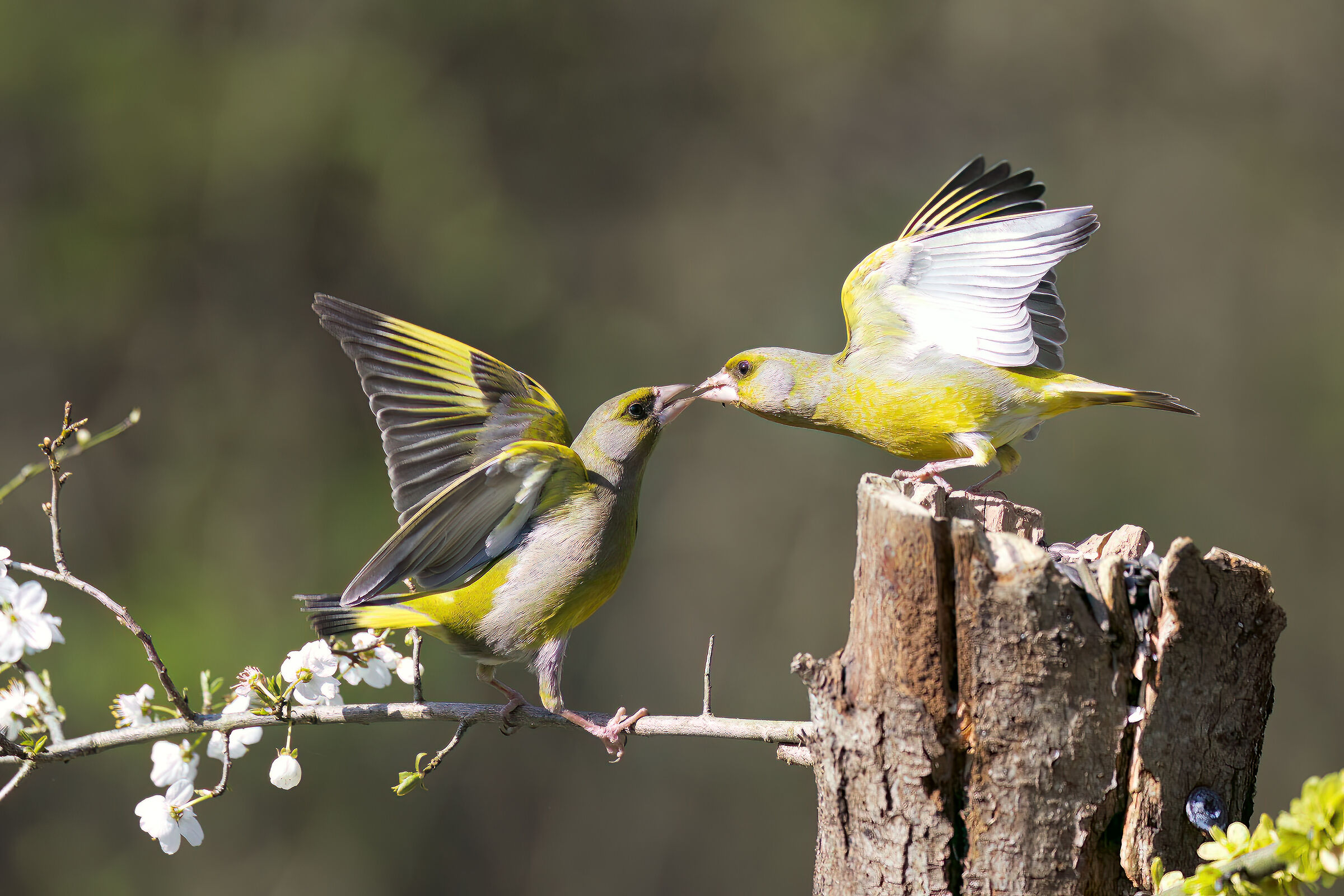 The kiss of the greens