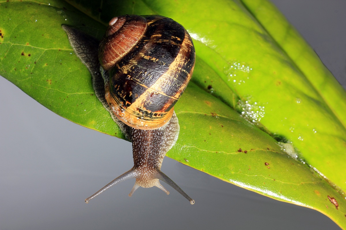 eos 550 D 1/200 av 16 iso 100