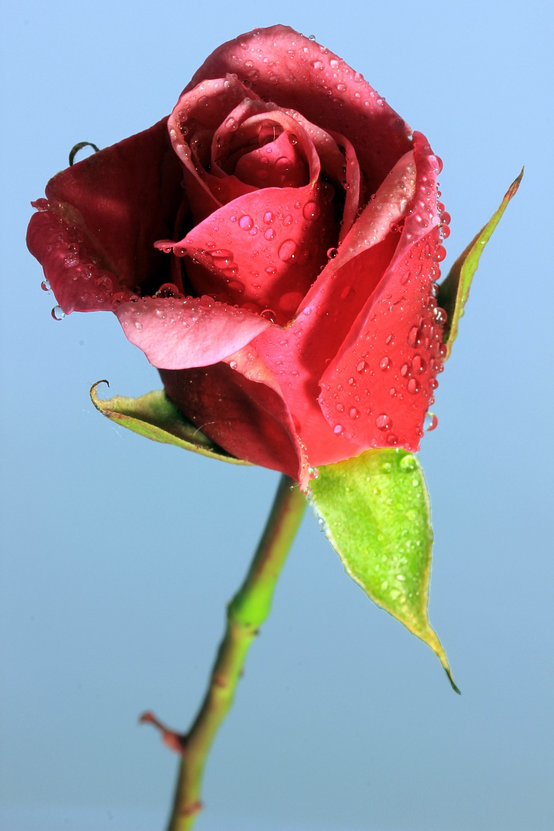 eos 550 D t 0,5 av 22 iso 100