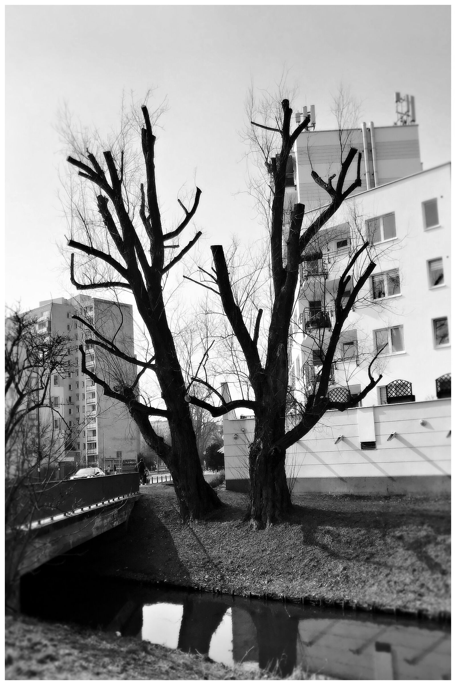 And spring will be beautiful...