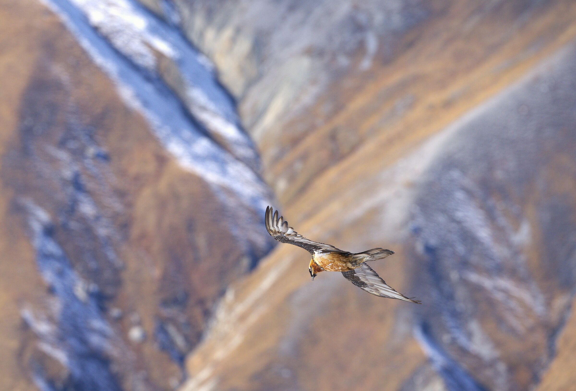 Bearded vulture/ bearded vulture
