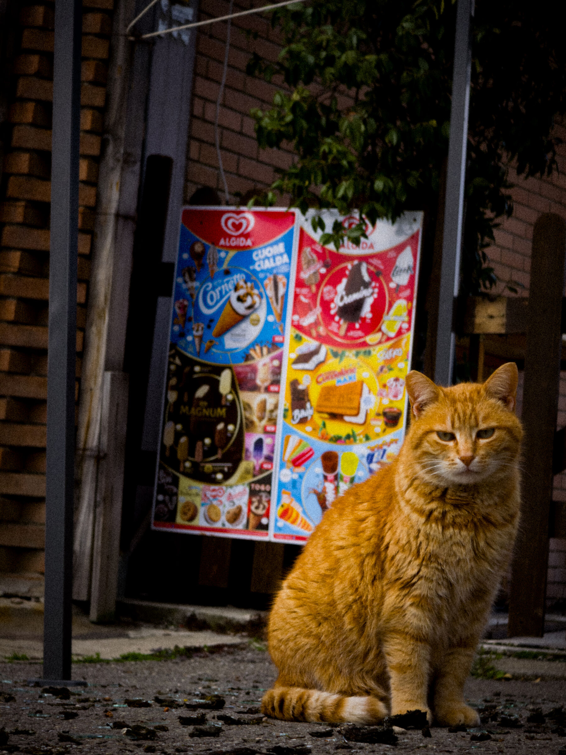 Il gatto dell'hiking