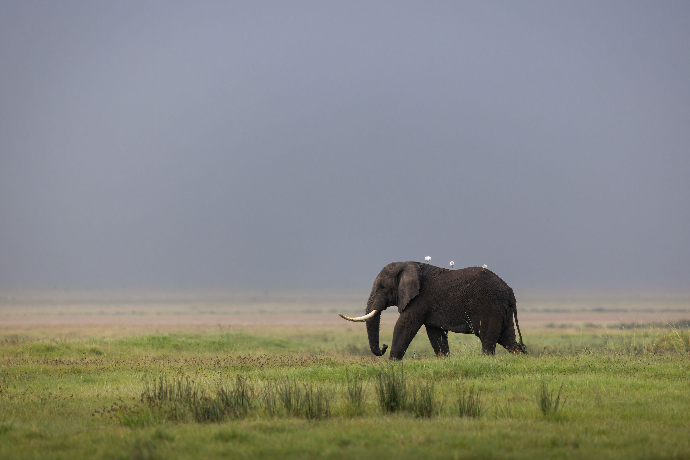 Rainy day in Ngorongoro