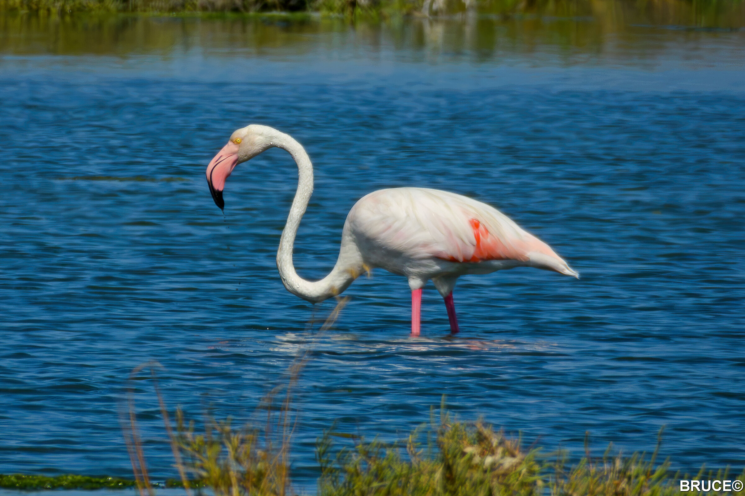 FLAMINGO