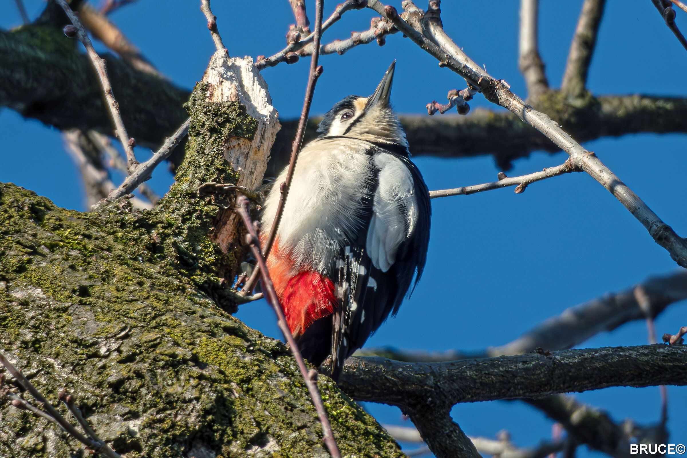 RED WOODPECKER