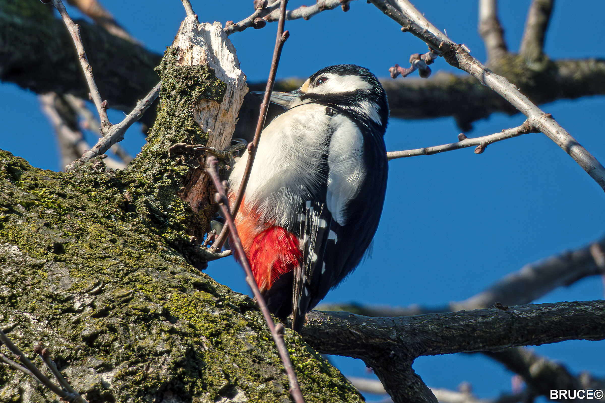 RED WOODPECKER