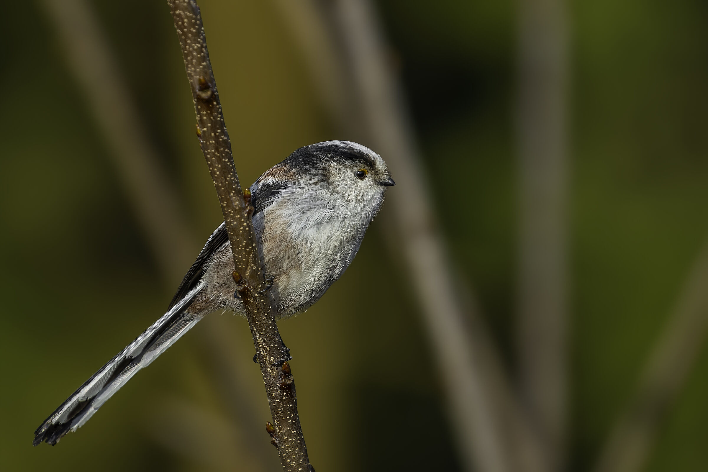 Cincia codalunga (Aegithalos caudatus)