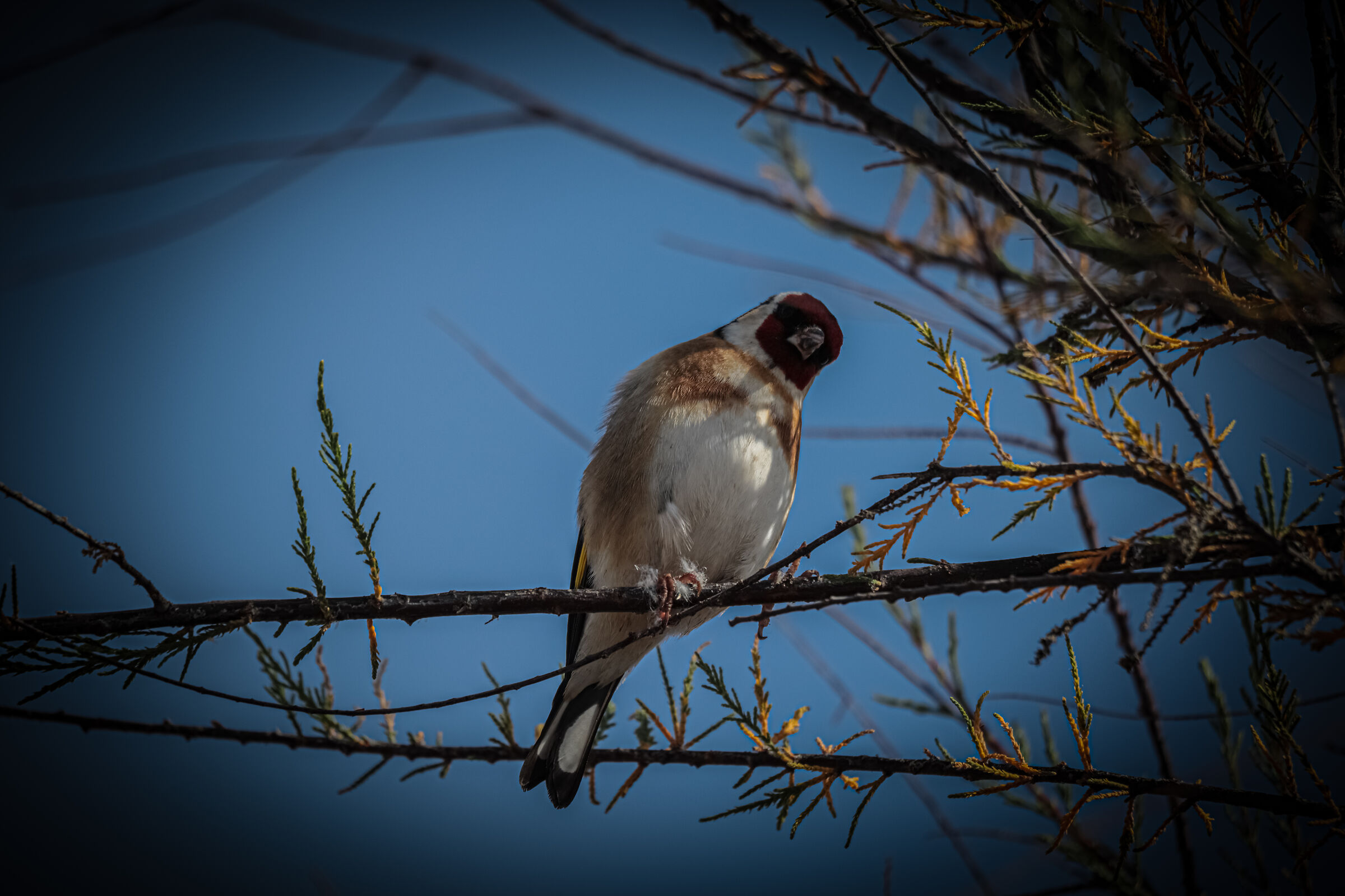 "What are you looking at?" (Carduelis Carduelis)
