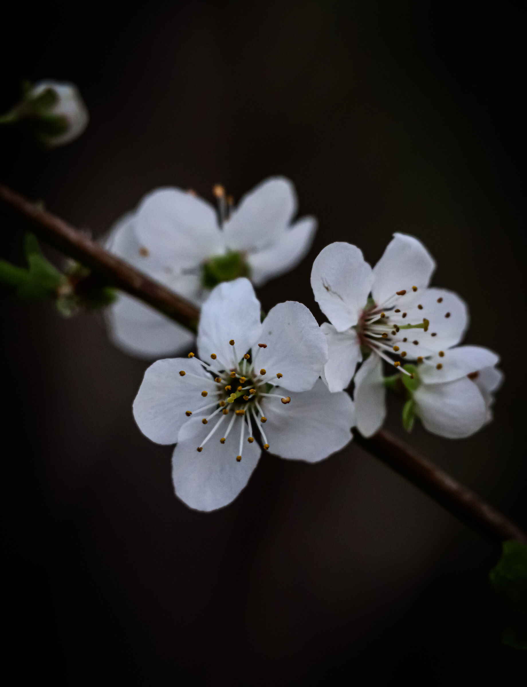 Prunus mume