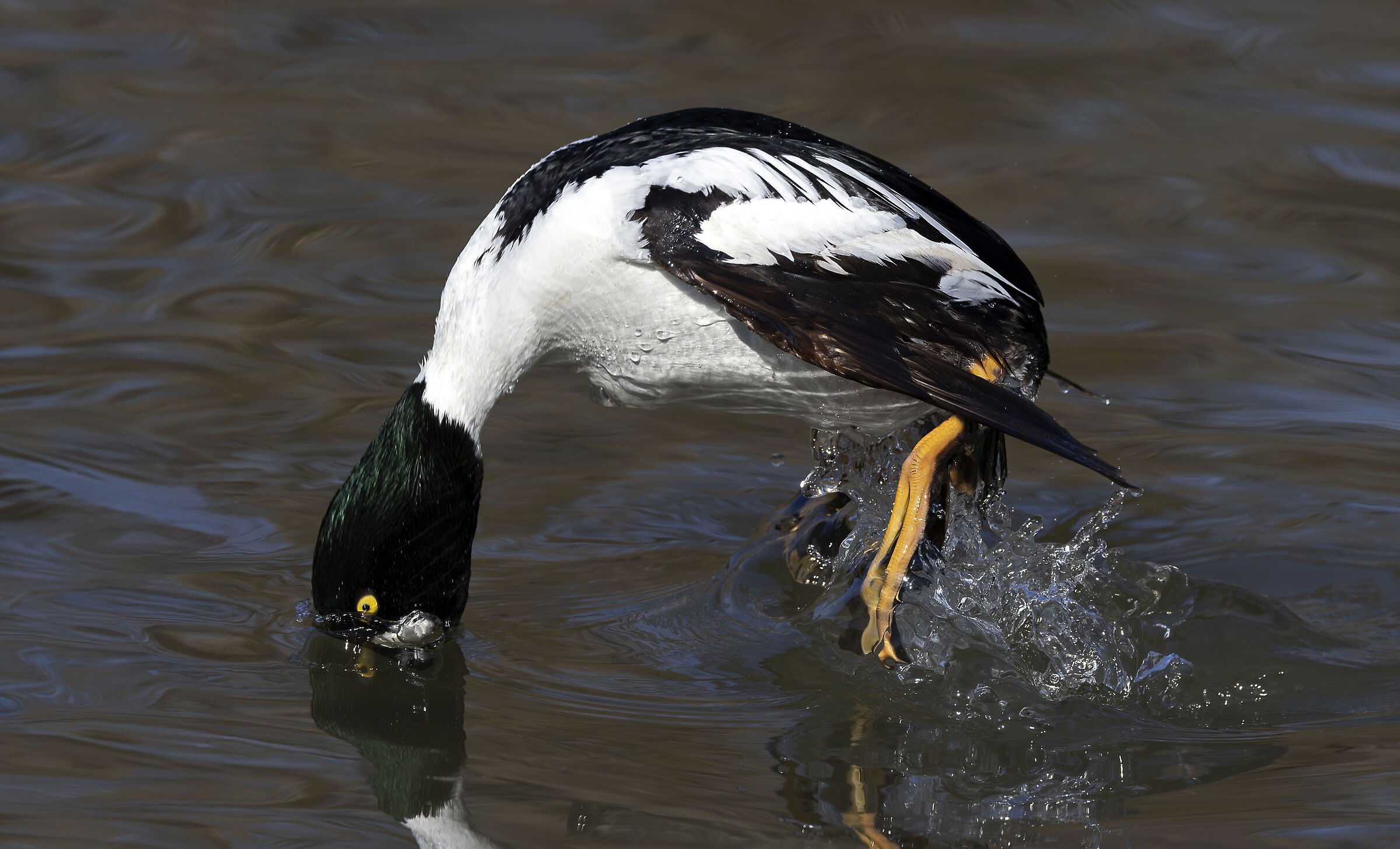 The Dive of the Male Goldeneye