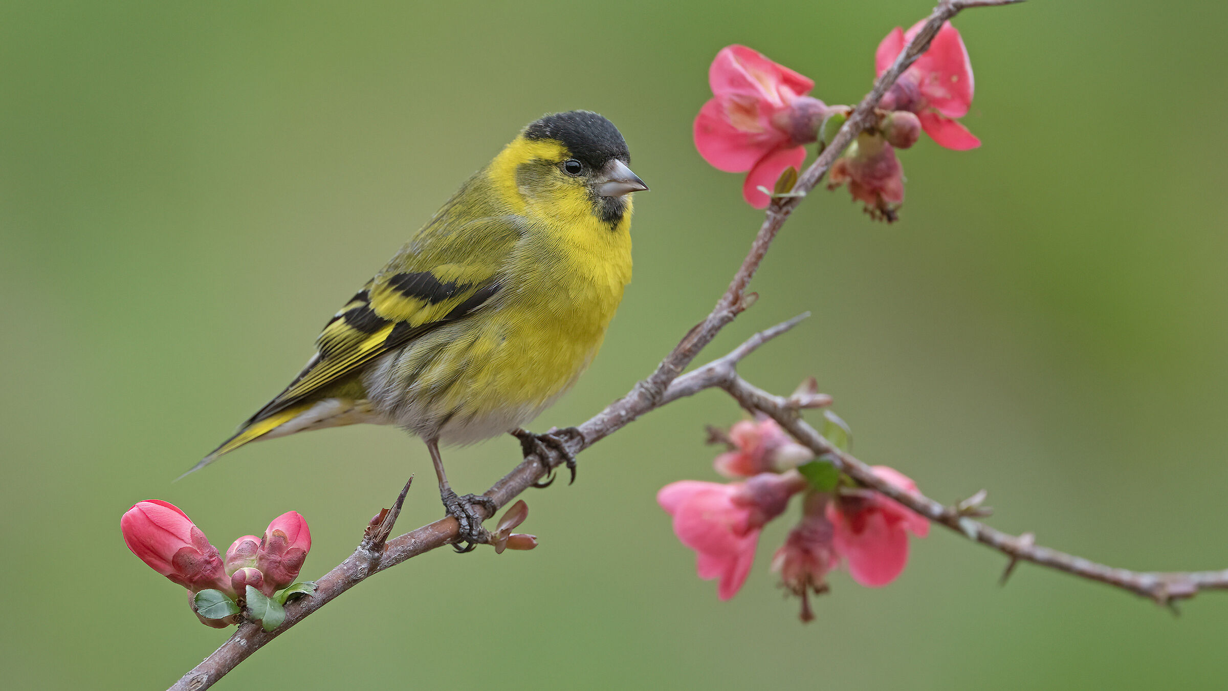 Siskine (Spinus spinus)