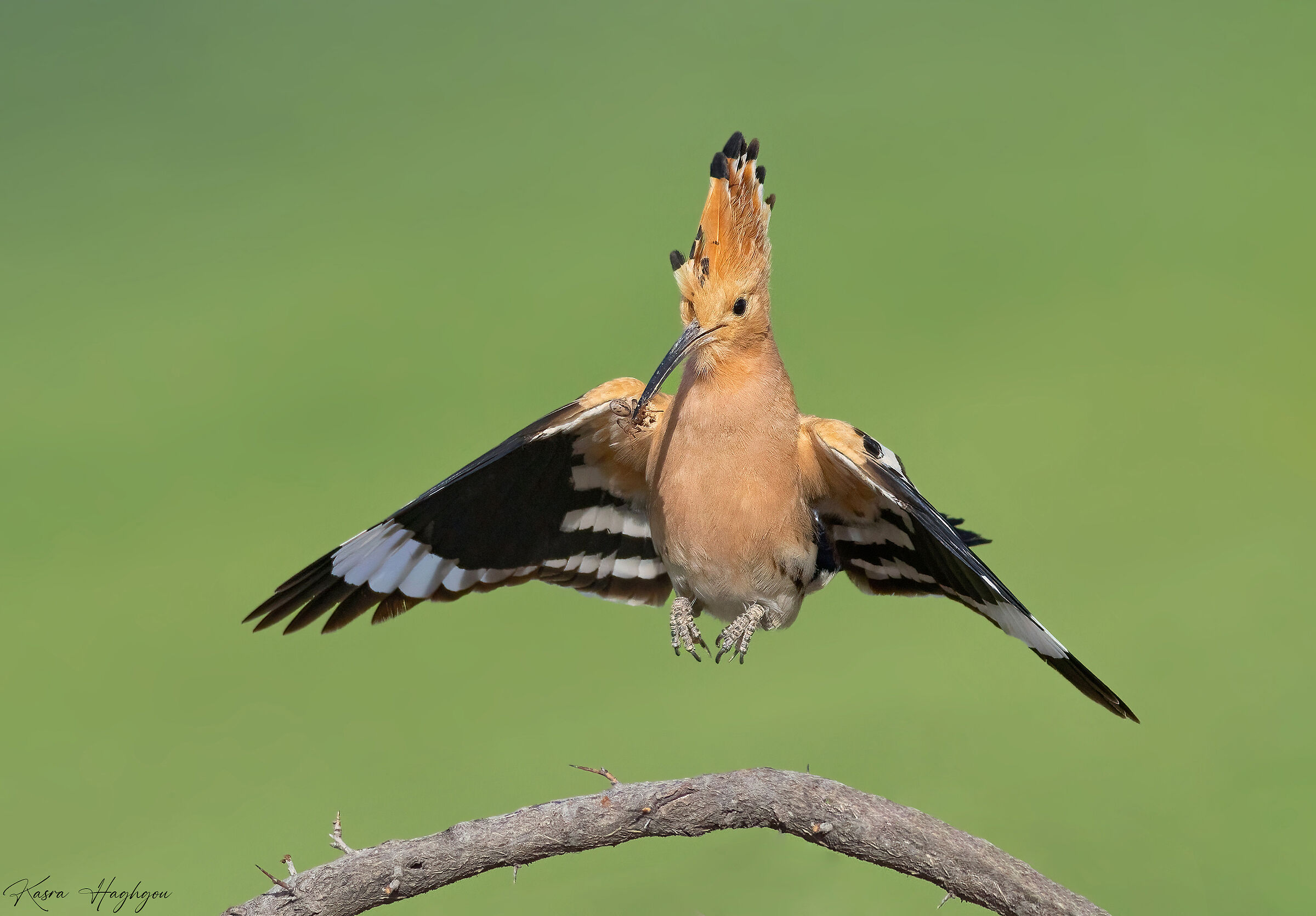 Eurasian hoopoe