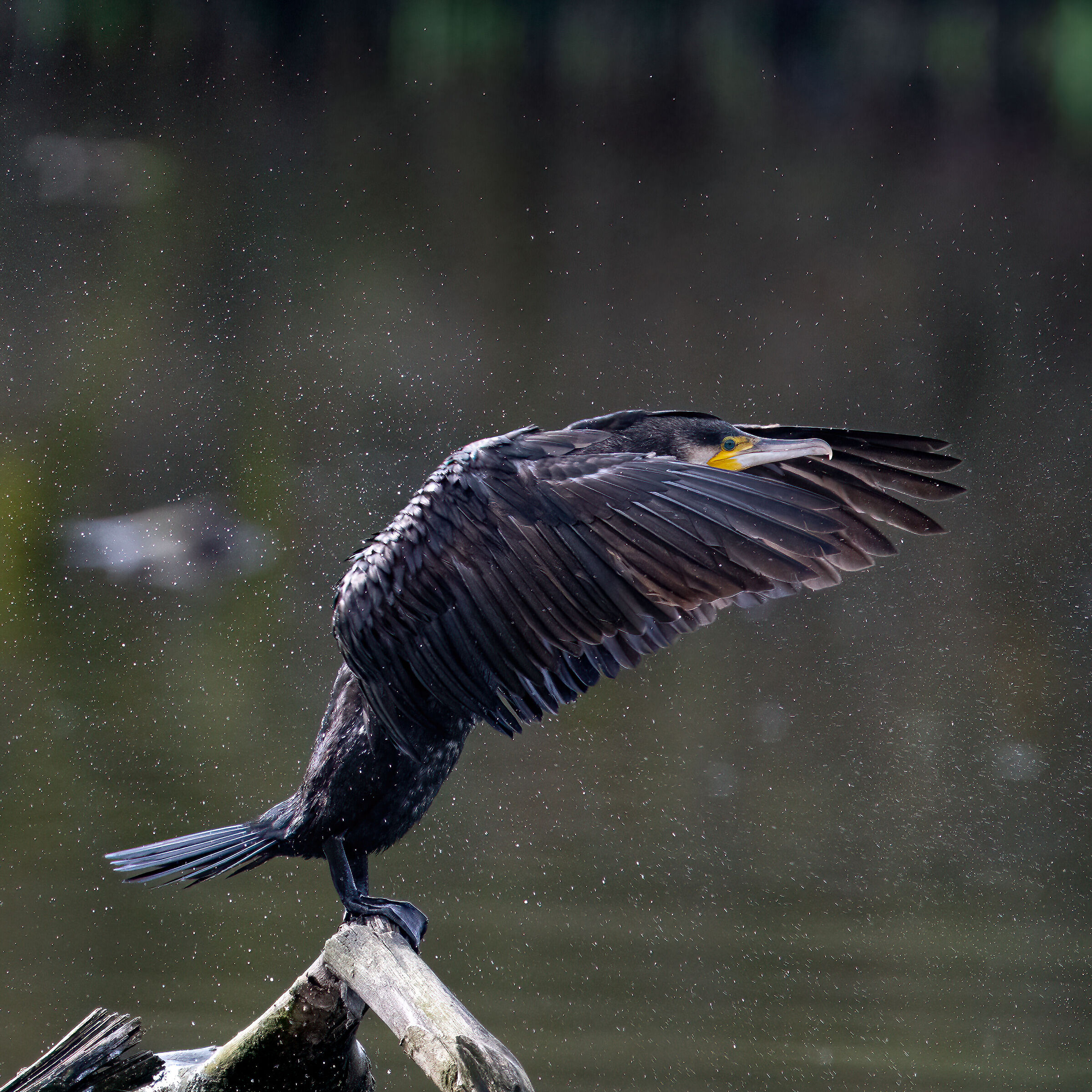 Cormorant