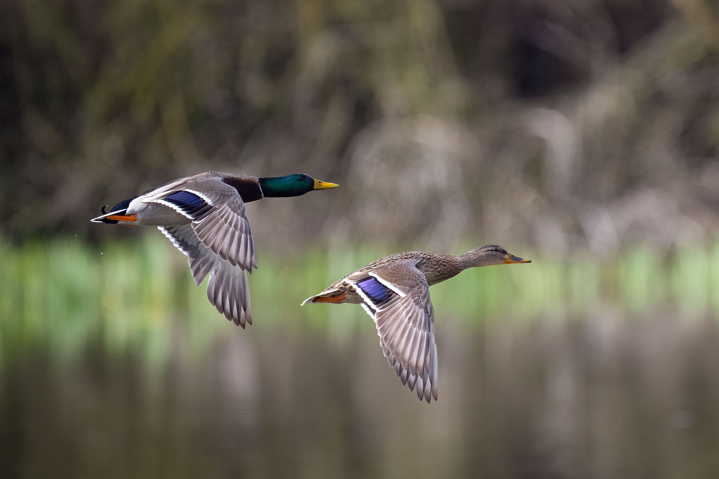 Mallard