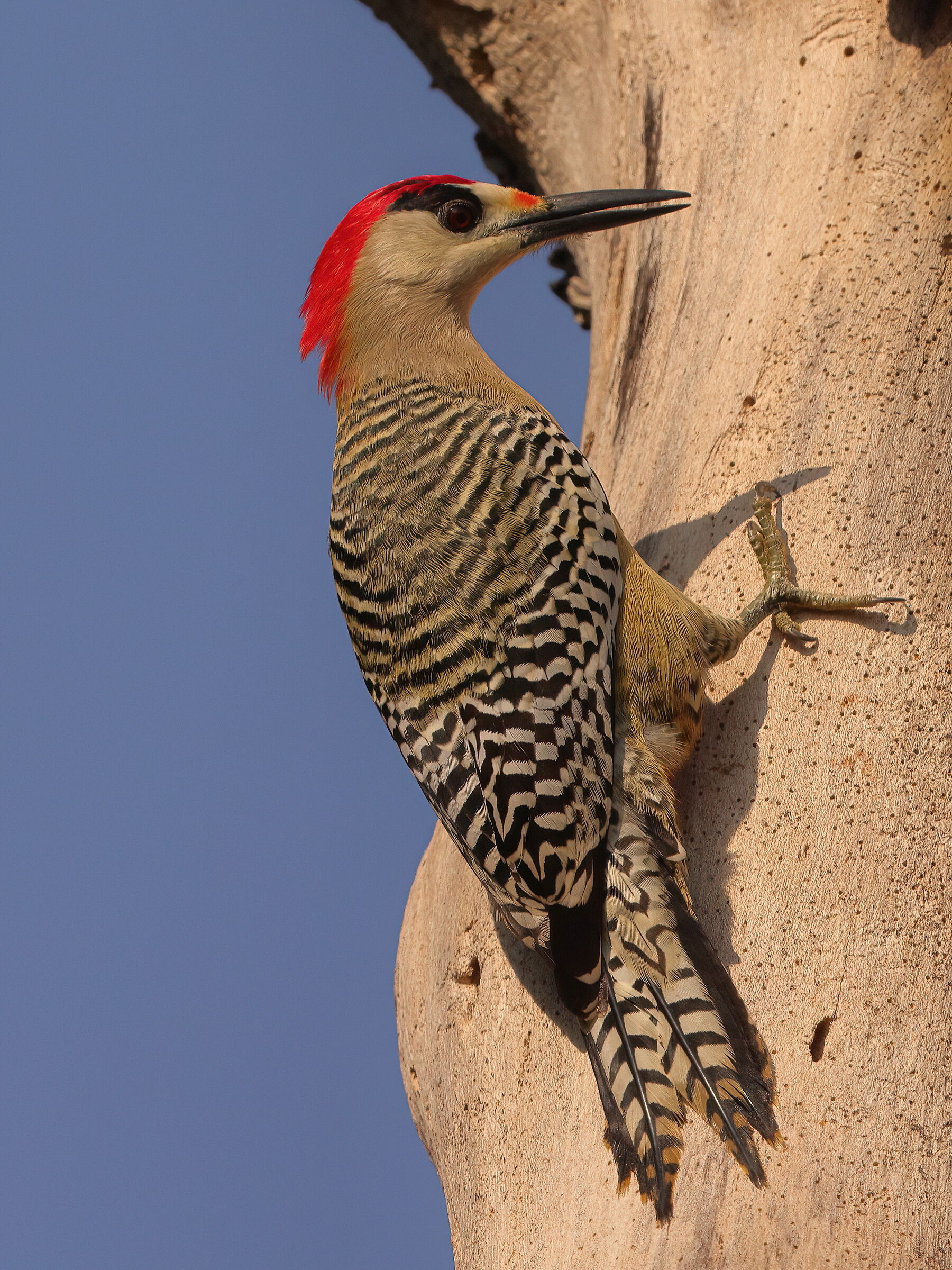 West Indies Woodpecker