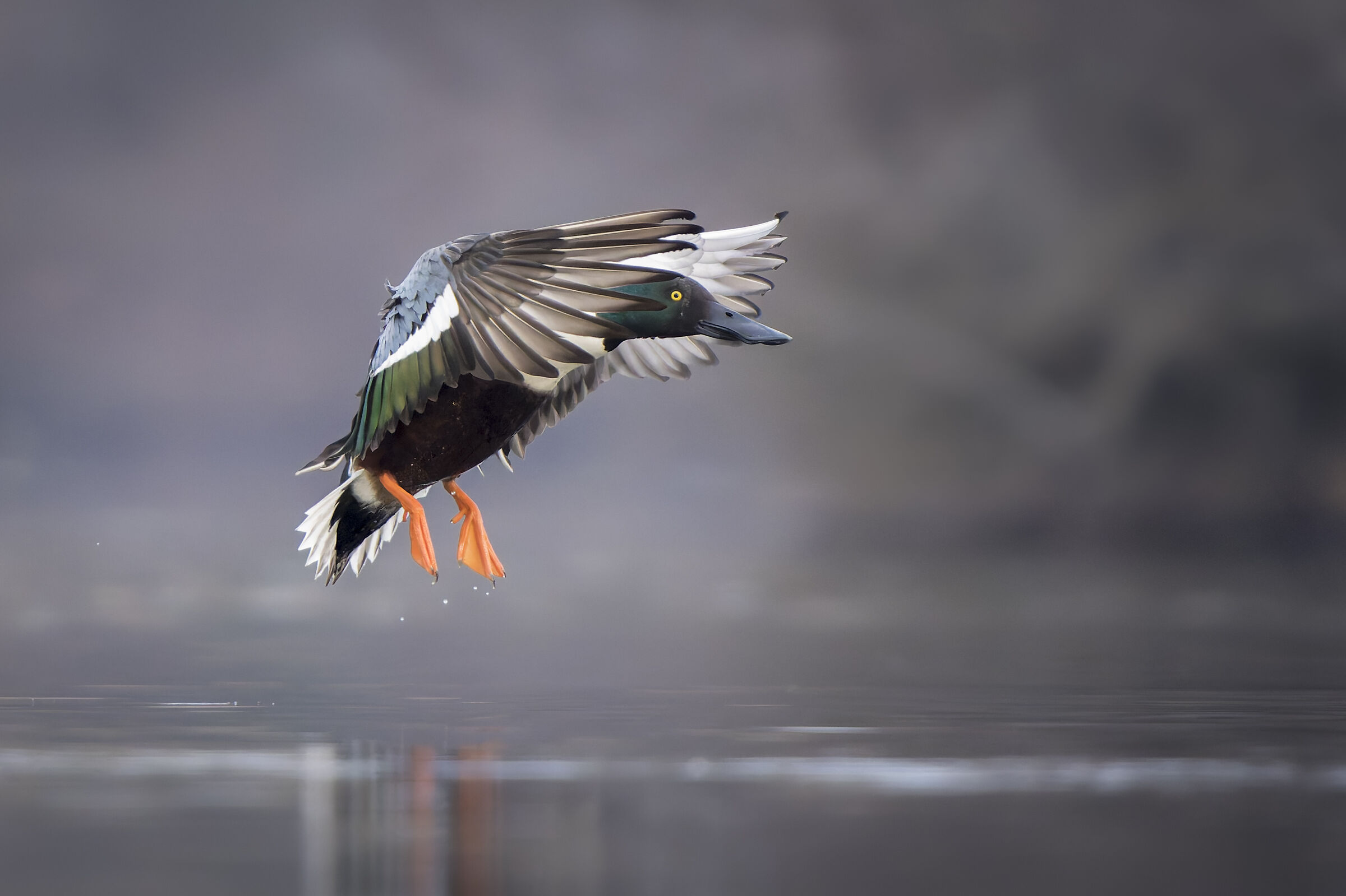 Shoveler (Spatula clypeata)