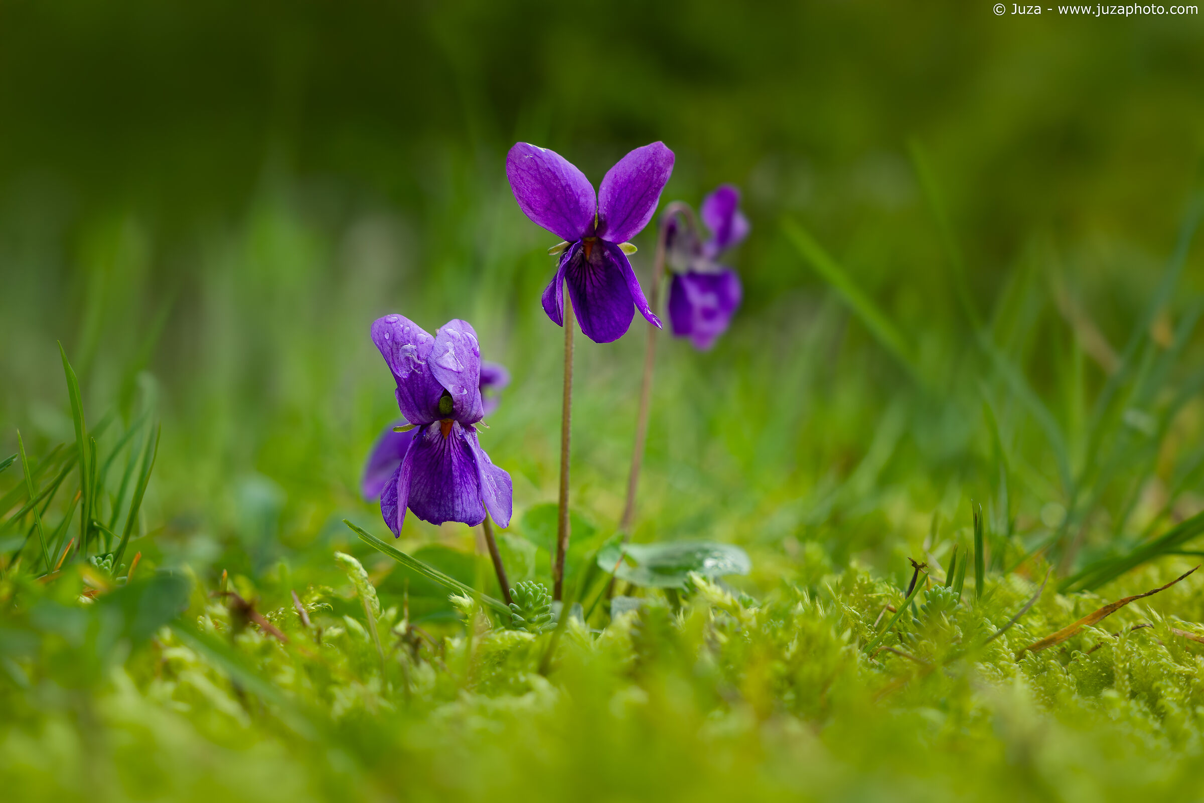 Viole tra il muschio