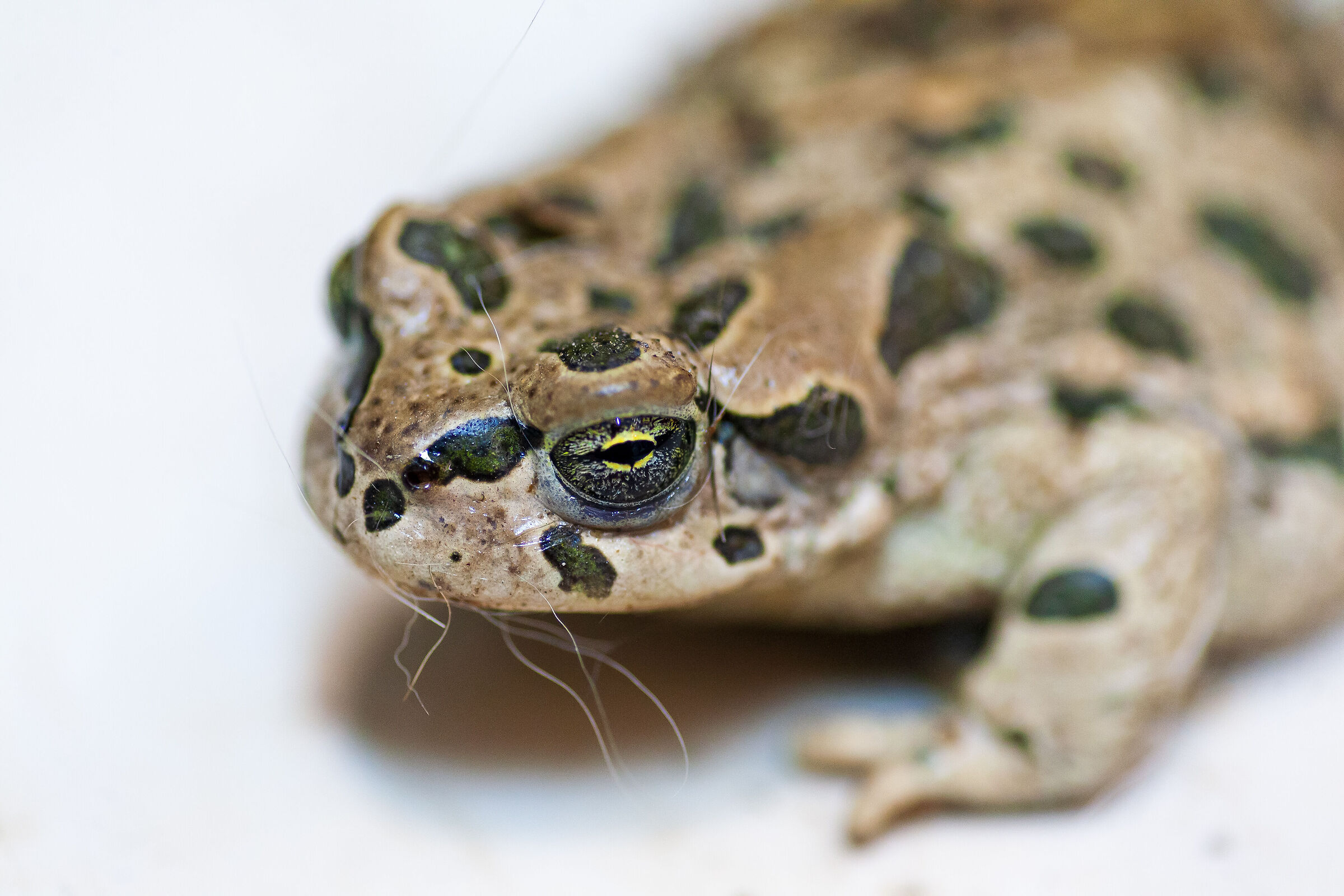 Froggy