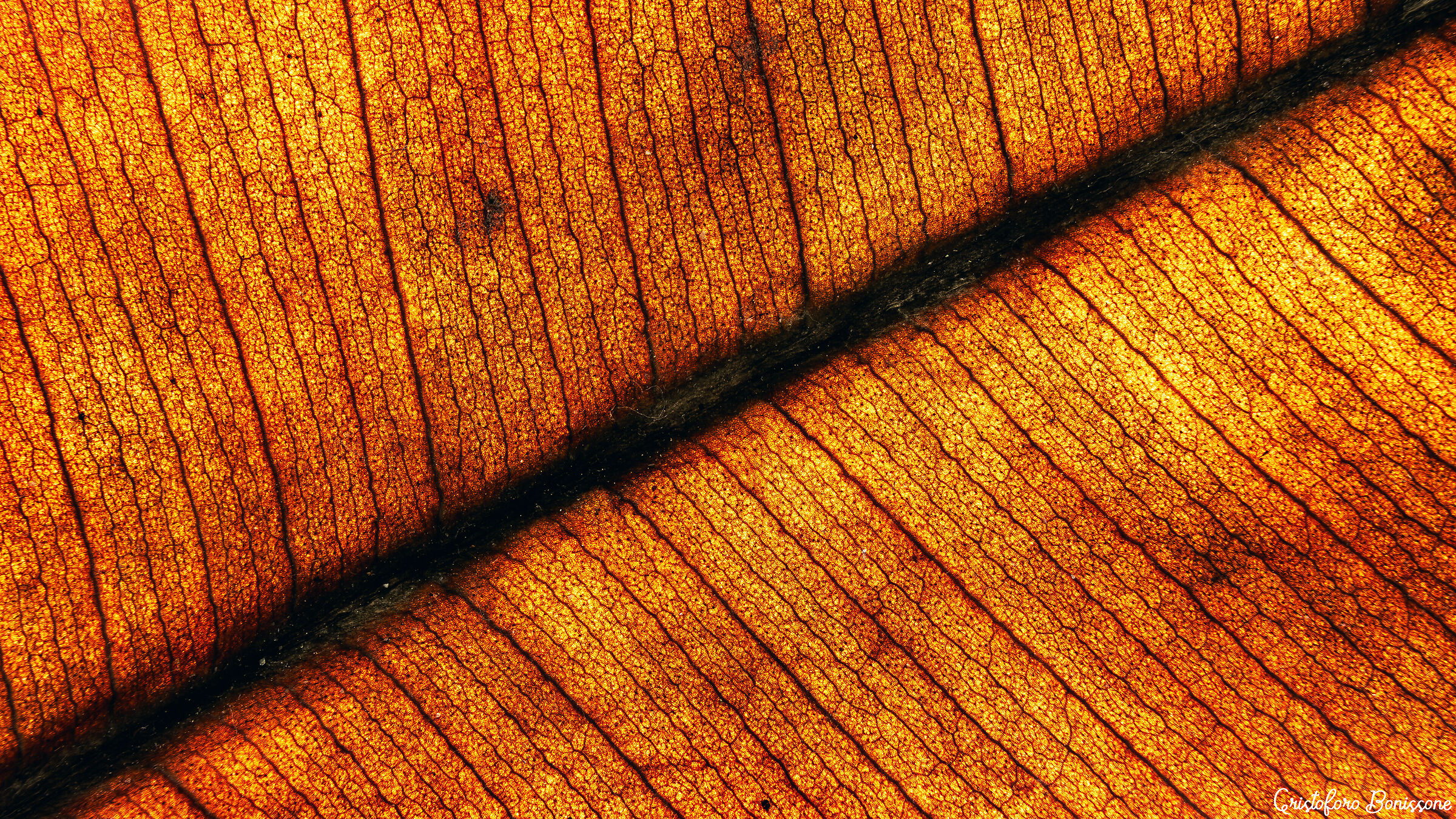 Ficus Elastica Macro Controluce
