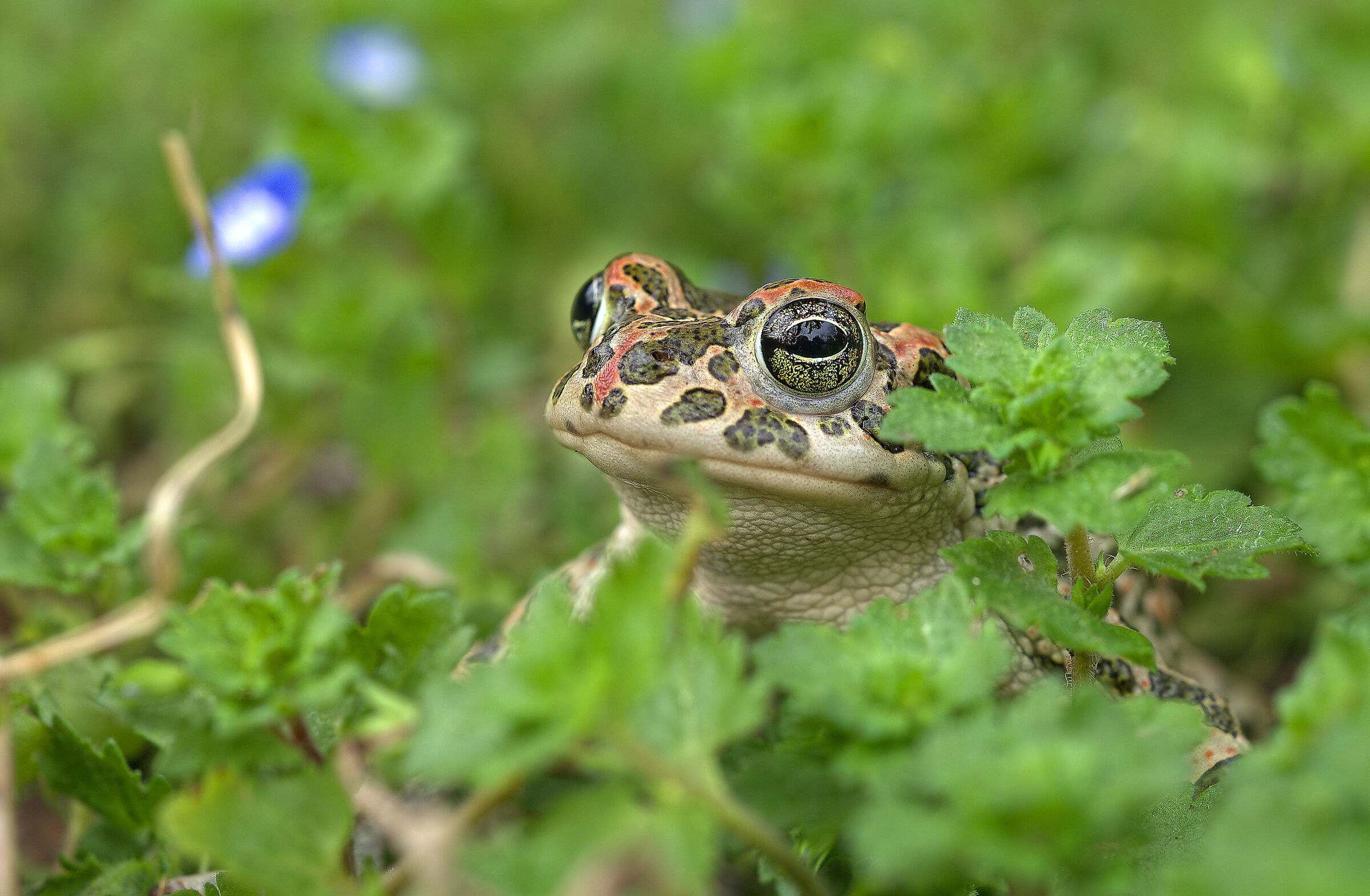 Rospo smeraldino femmina