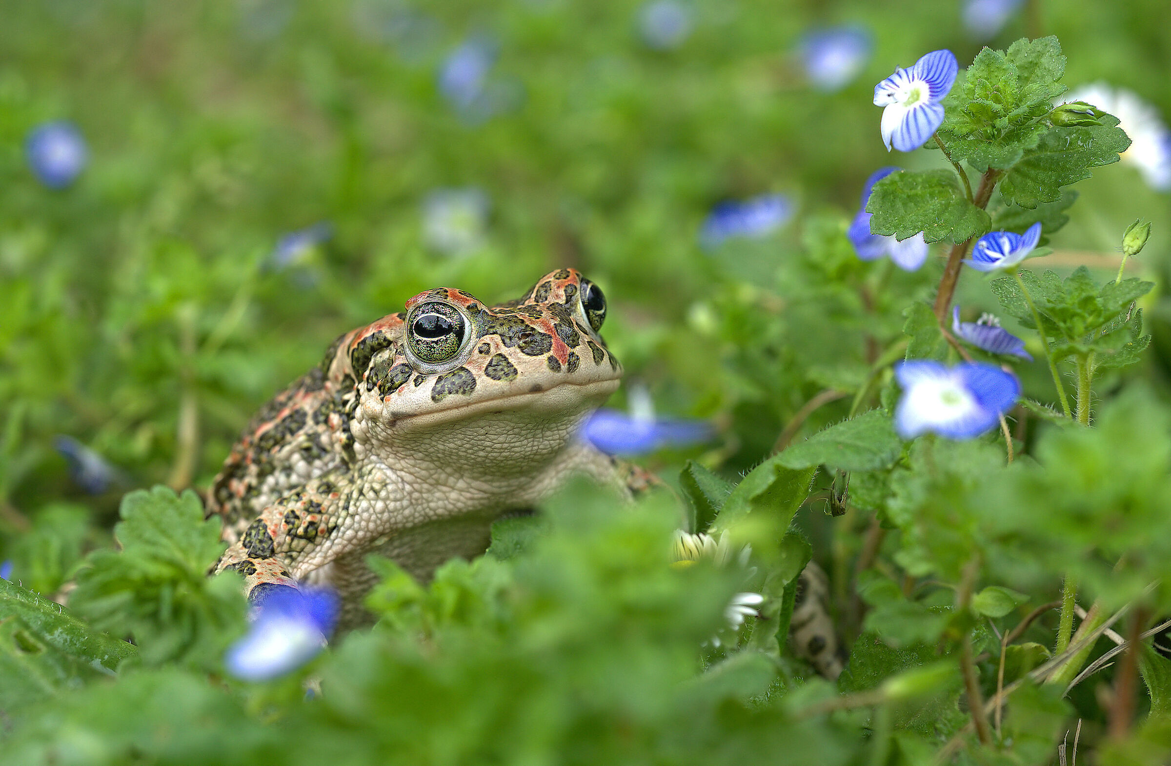Rospo smeraldino femmina