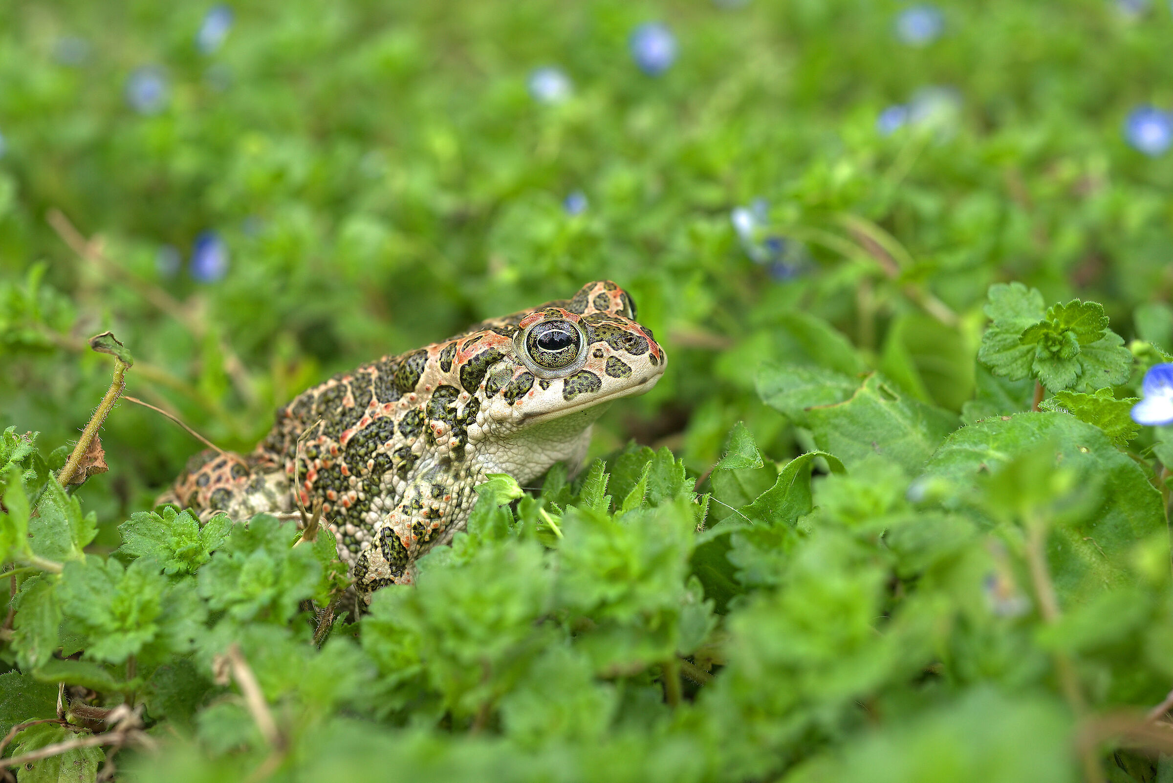 Rospo smeraldino femmina