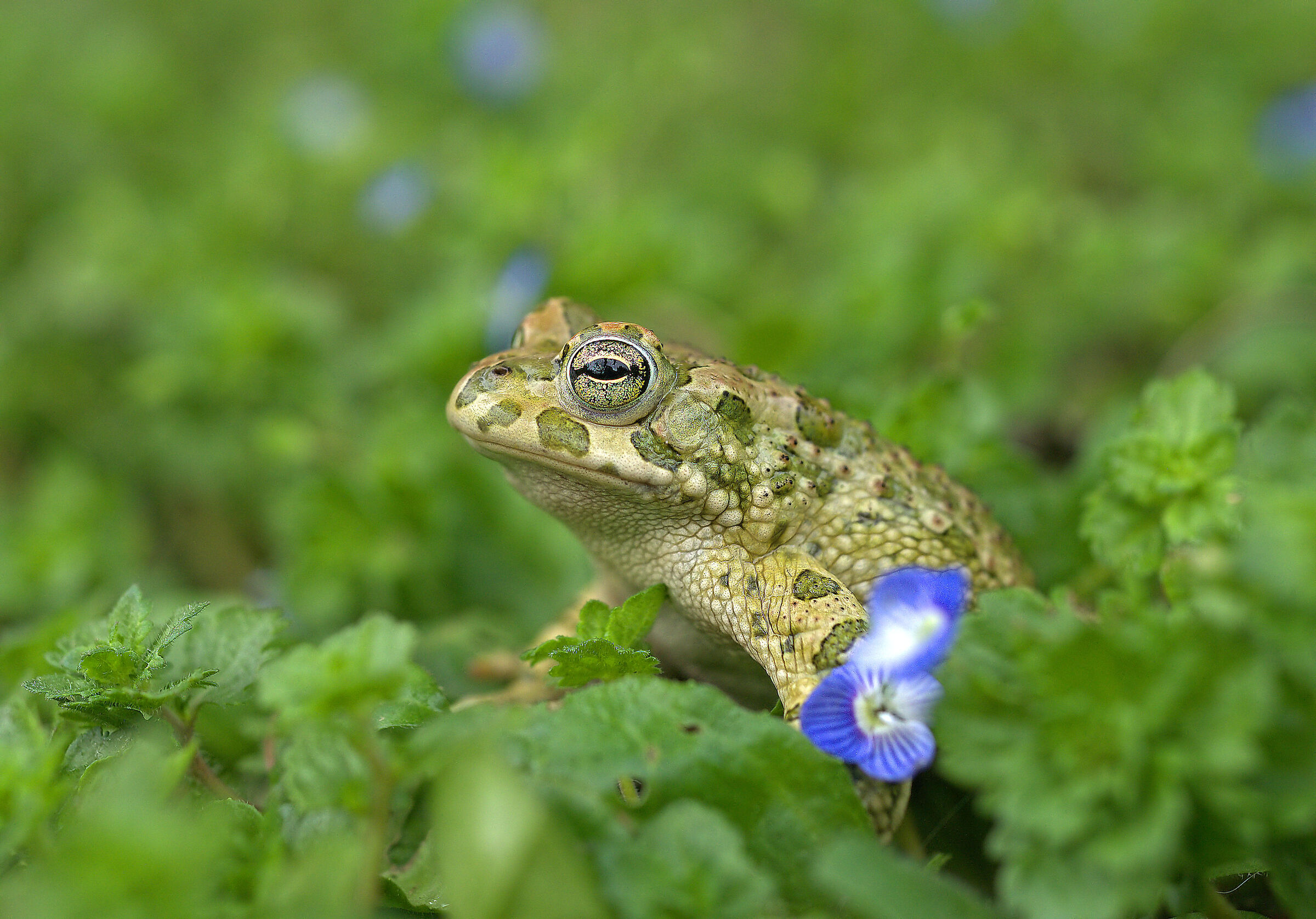 Rospo smeraldino Maschio