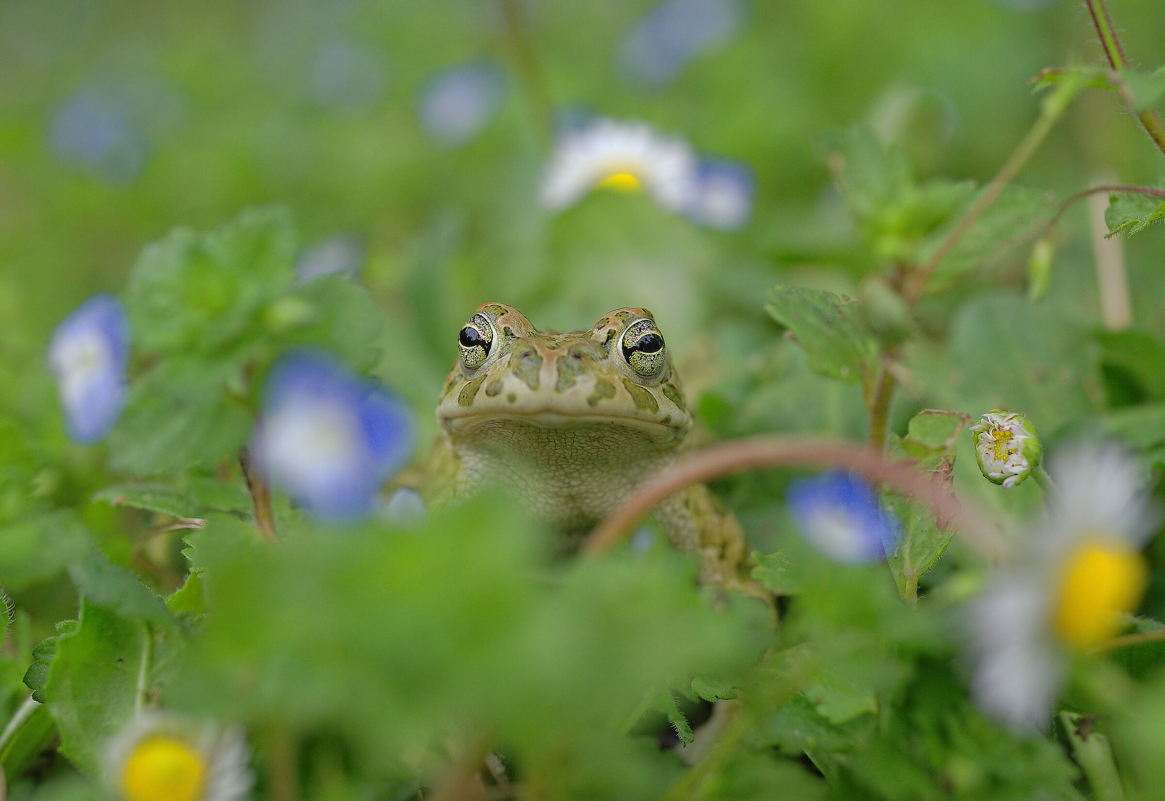 Rospo smeraldino Maschio