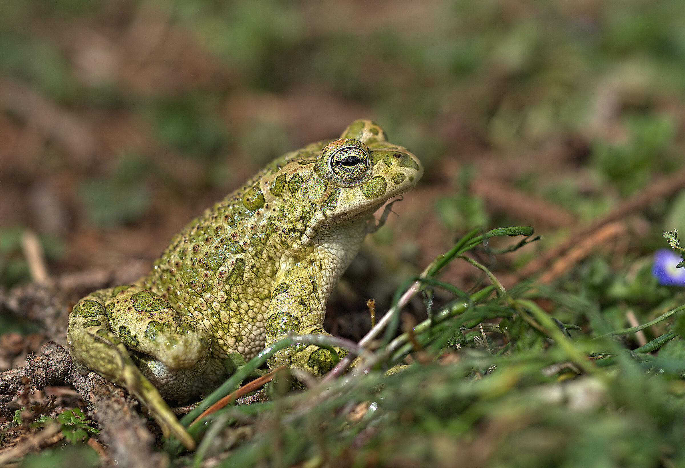 Rospo smeraldino Maschio