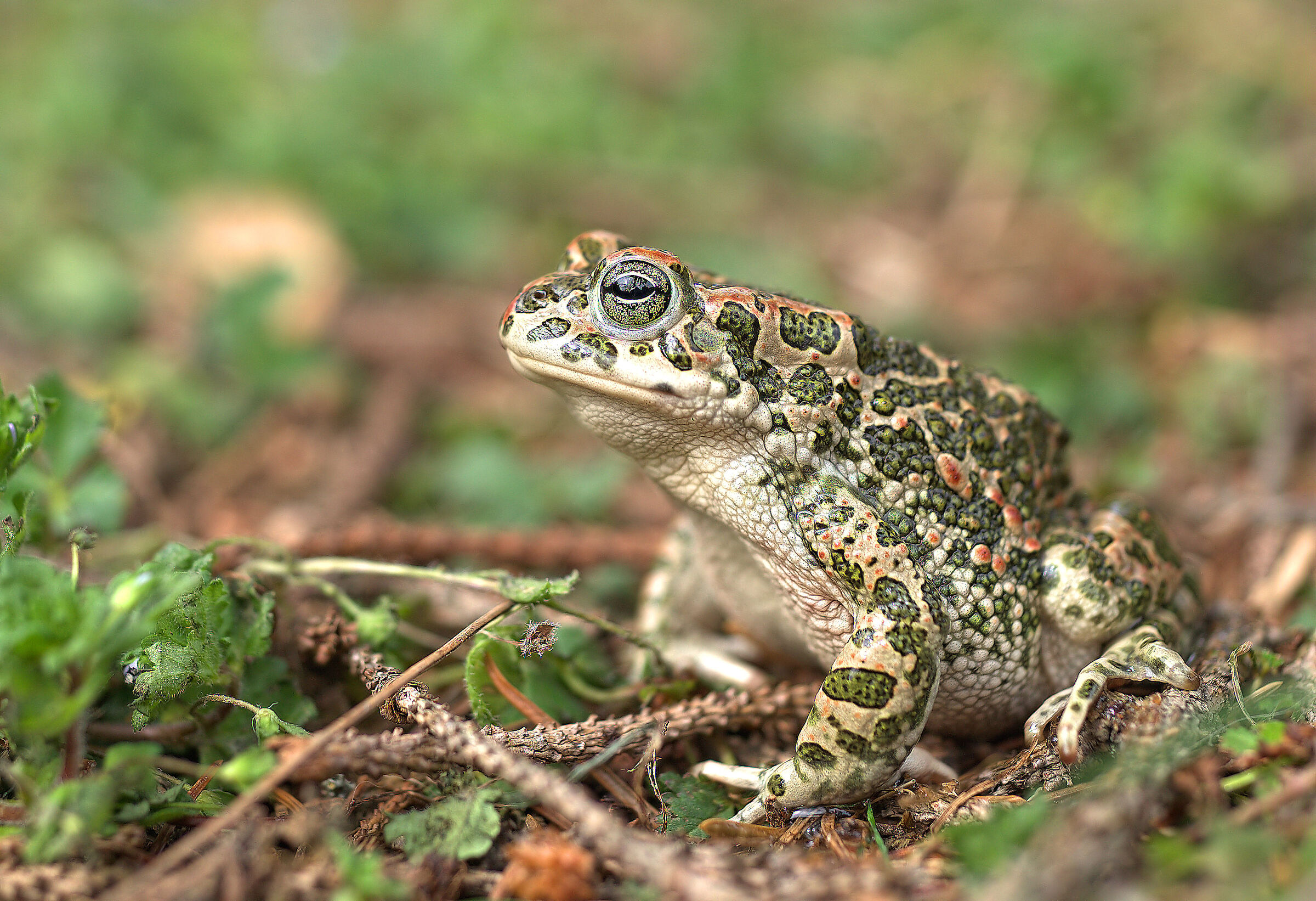 Rospo smeraldino femmina