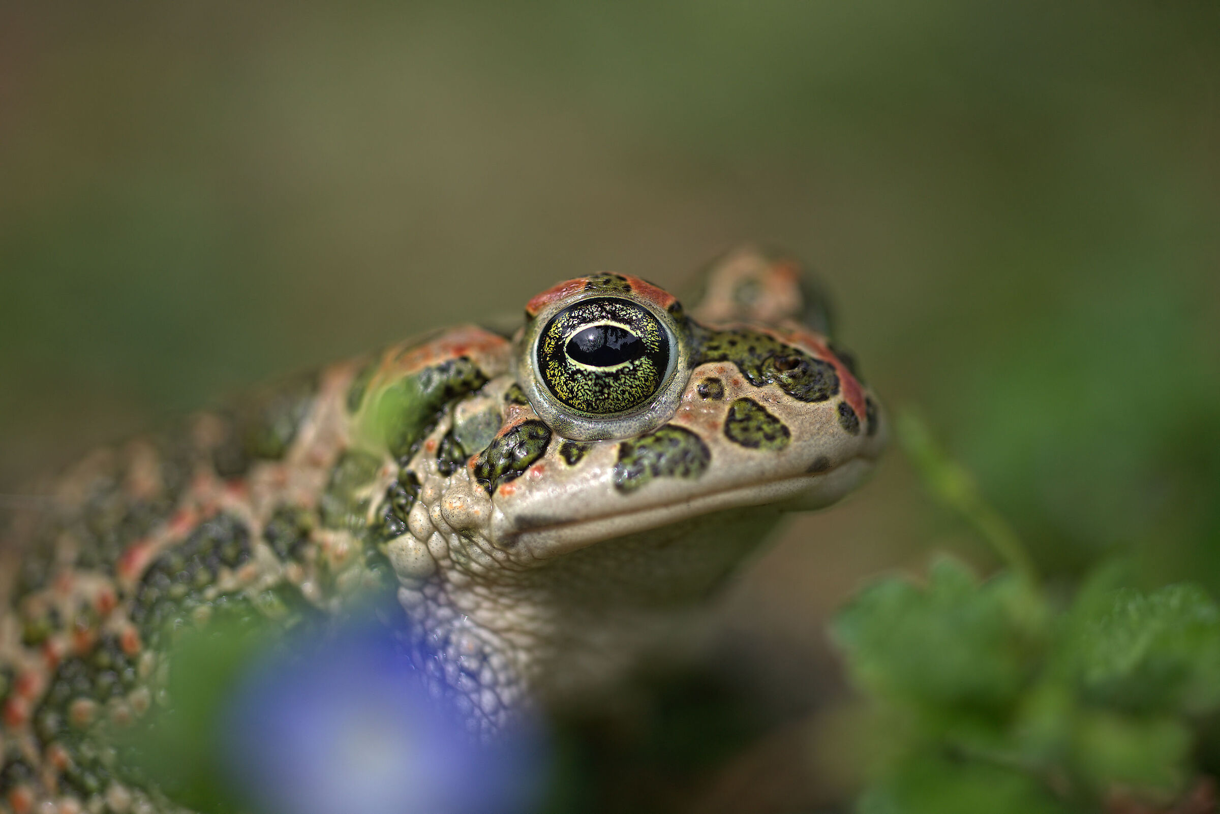 Rospo smeraldino femmina