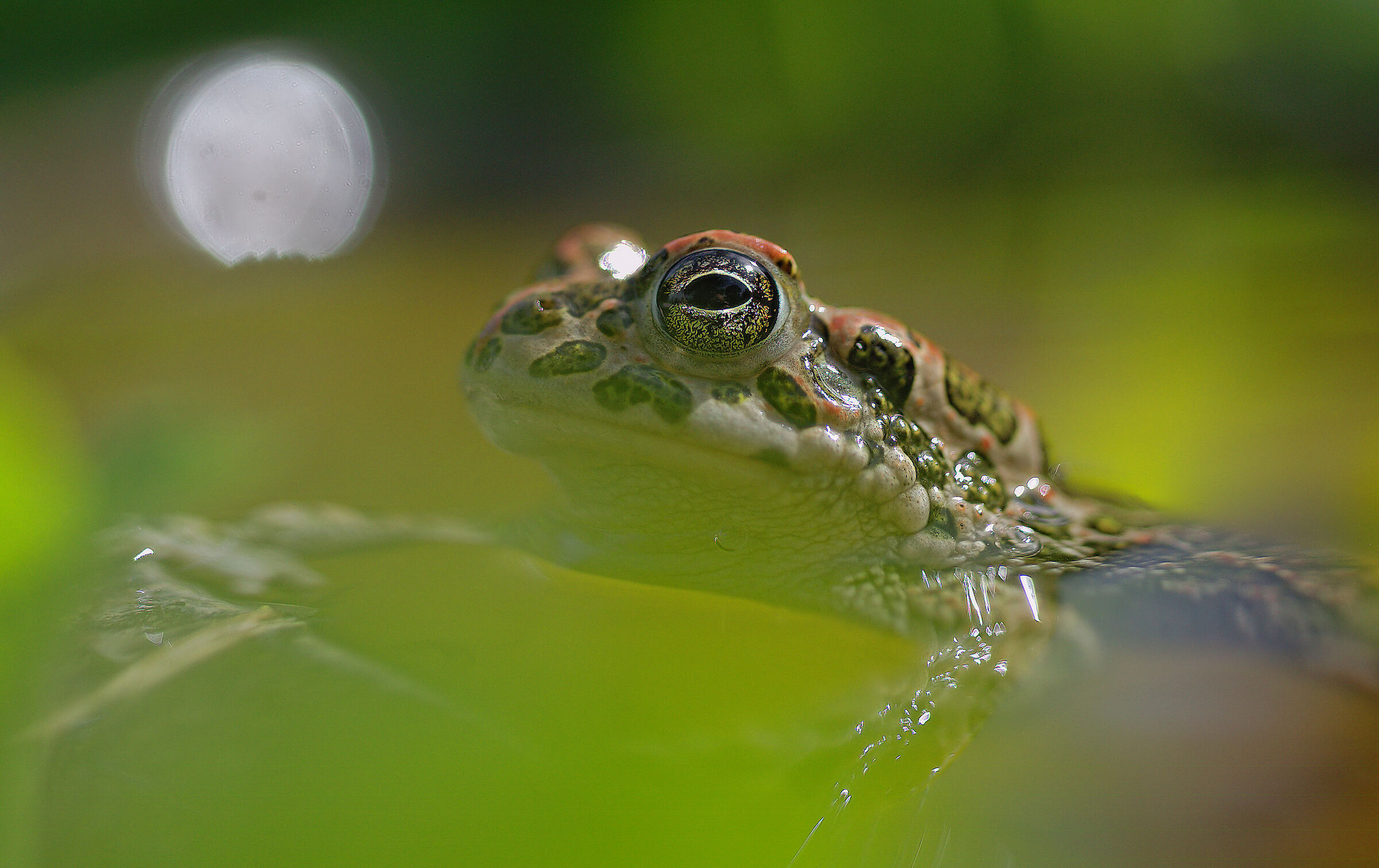 Rospo smeraldino femmina