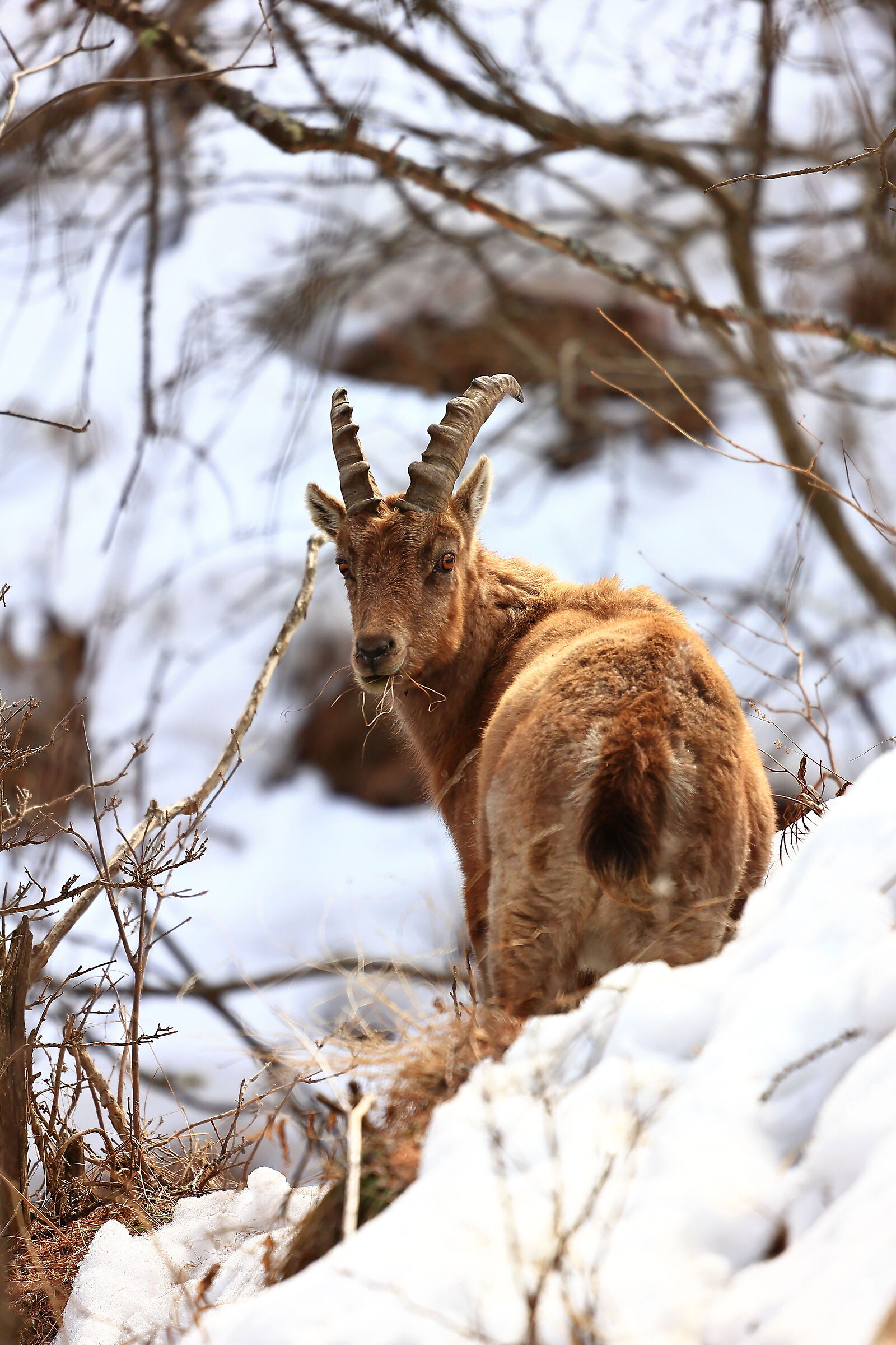 Winter snack