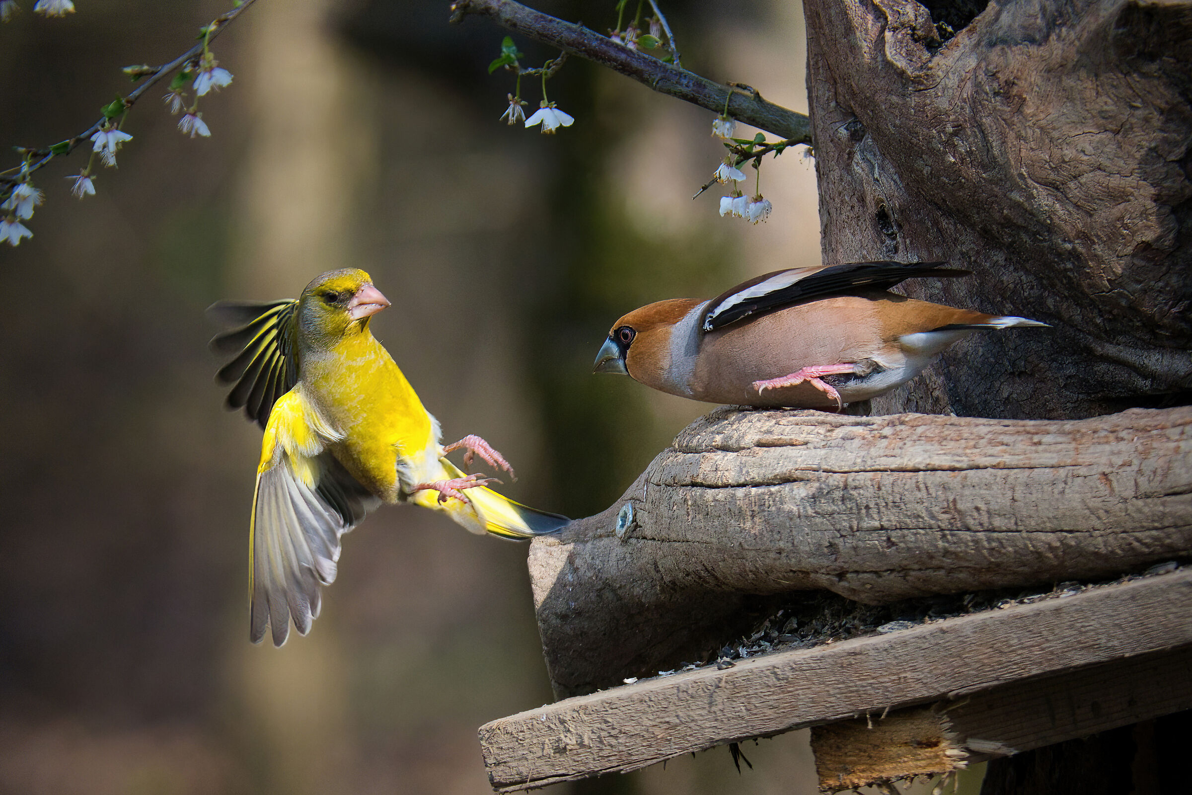 Va' via o ti spezzo in due!! Frosone contro verdone.