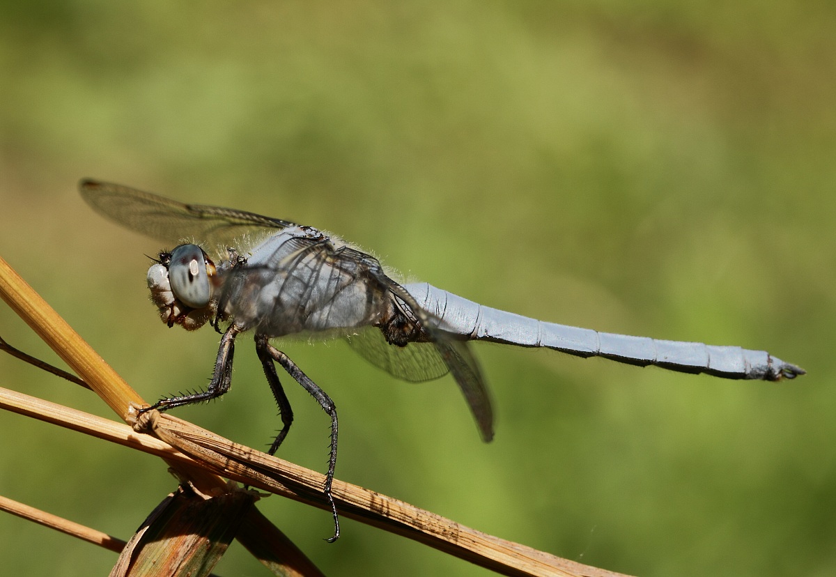 libellula