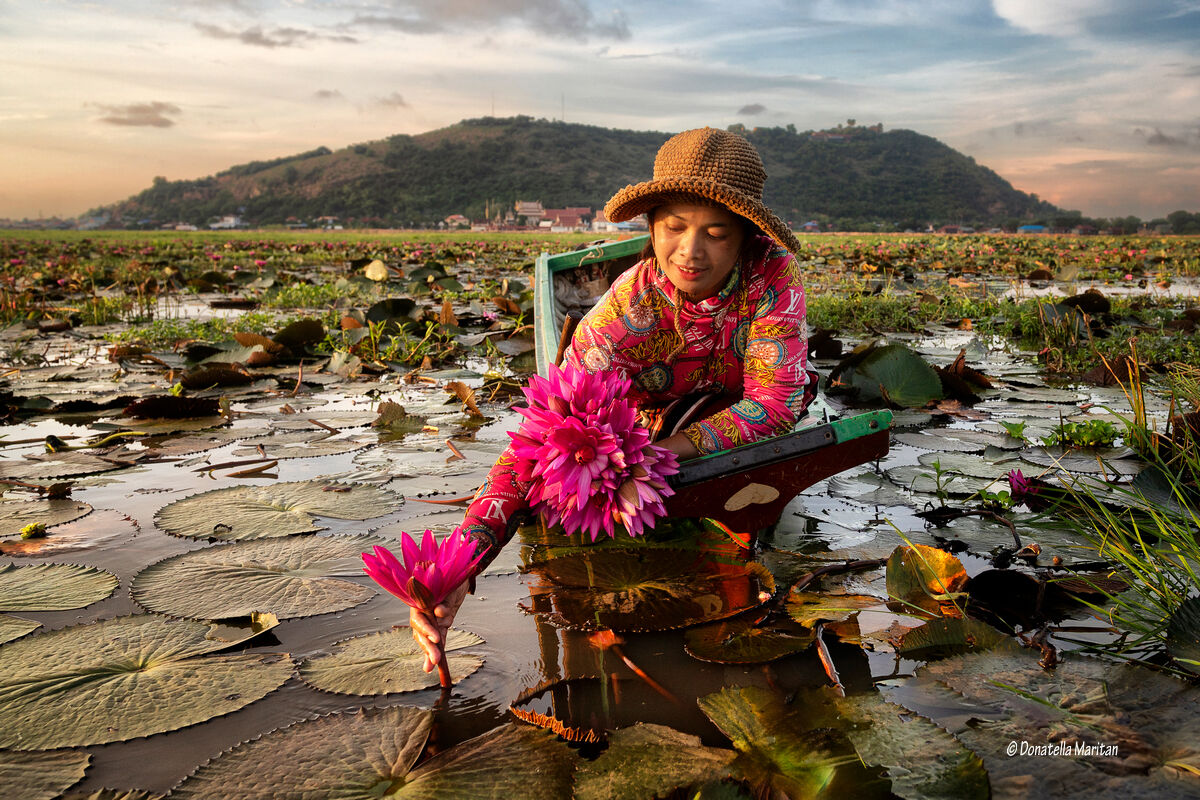 La raccolta dei fiori *
