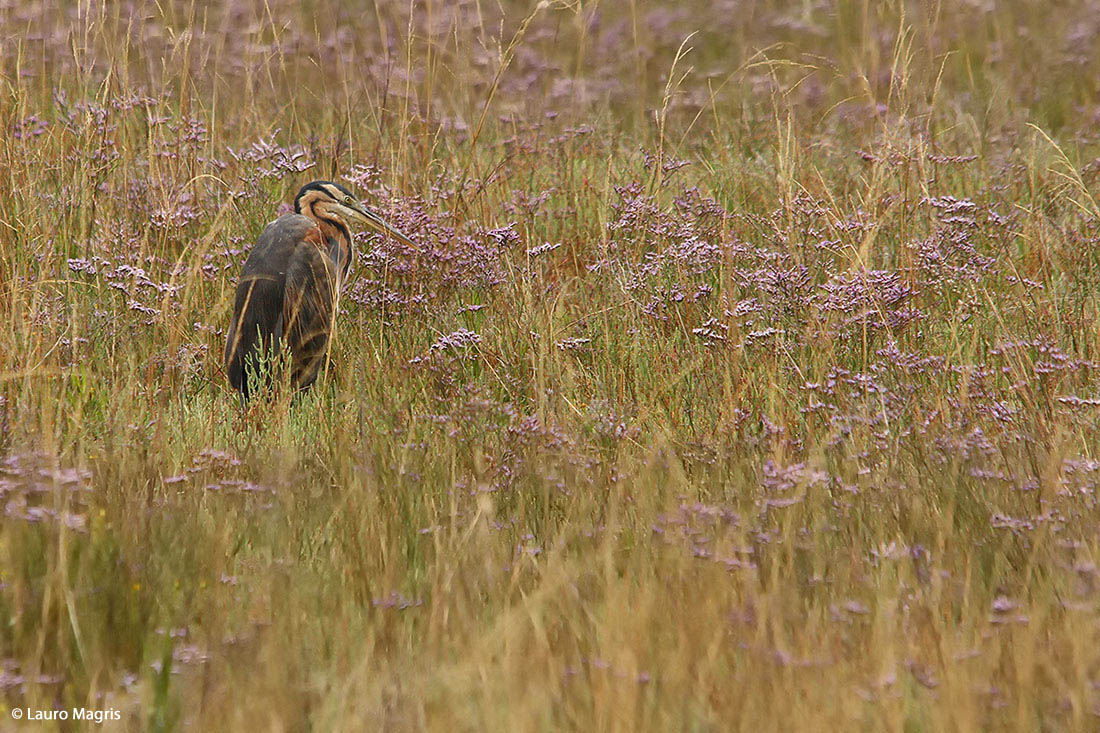 Tra i fiori di barena
